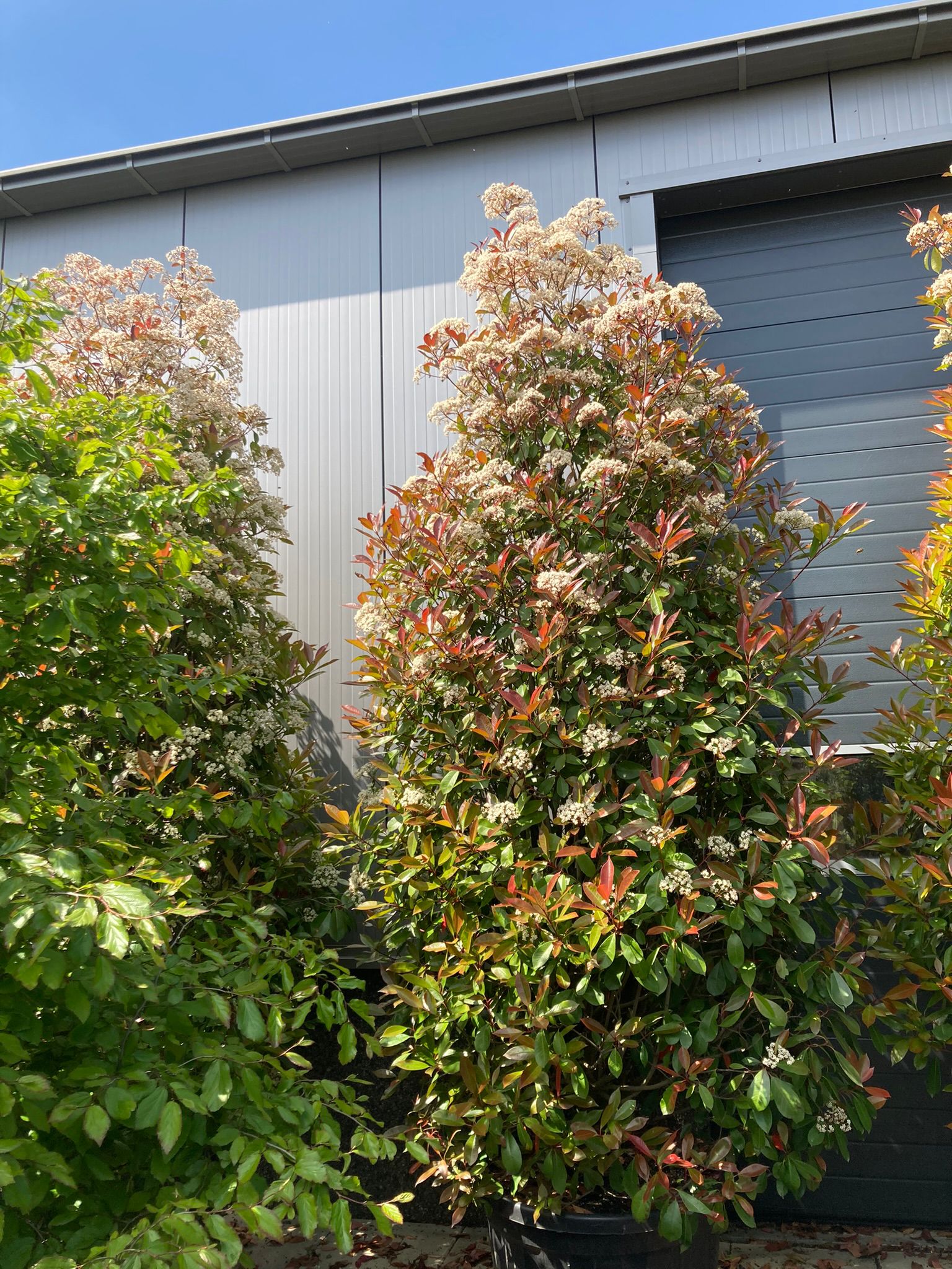 Photinia fras 'Red Robin' - Afbeelding 3