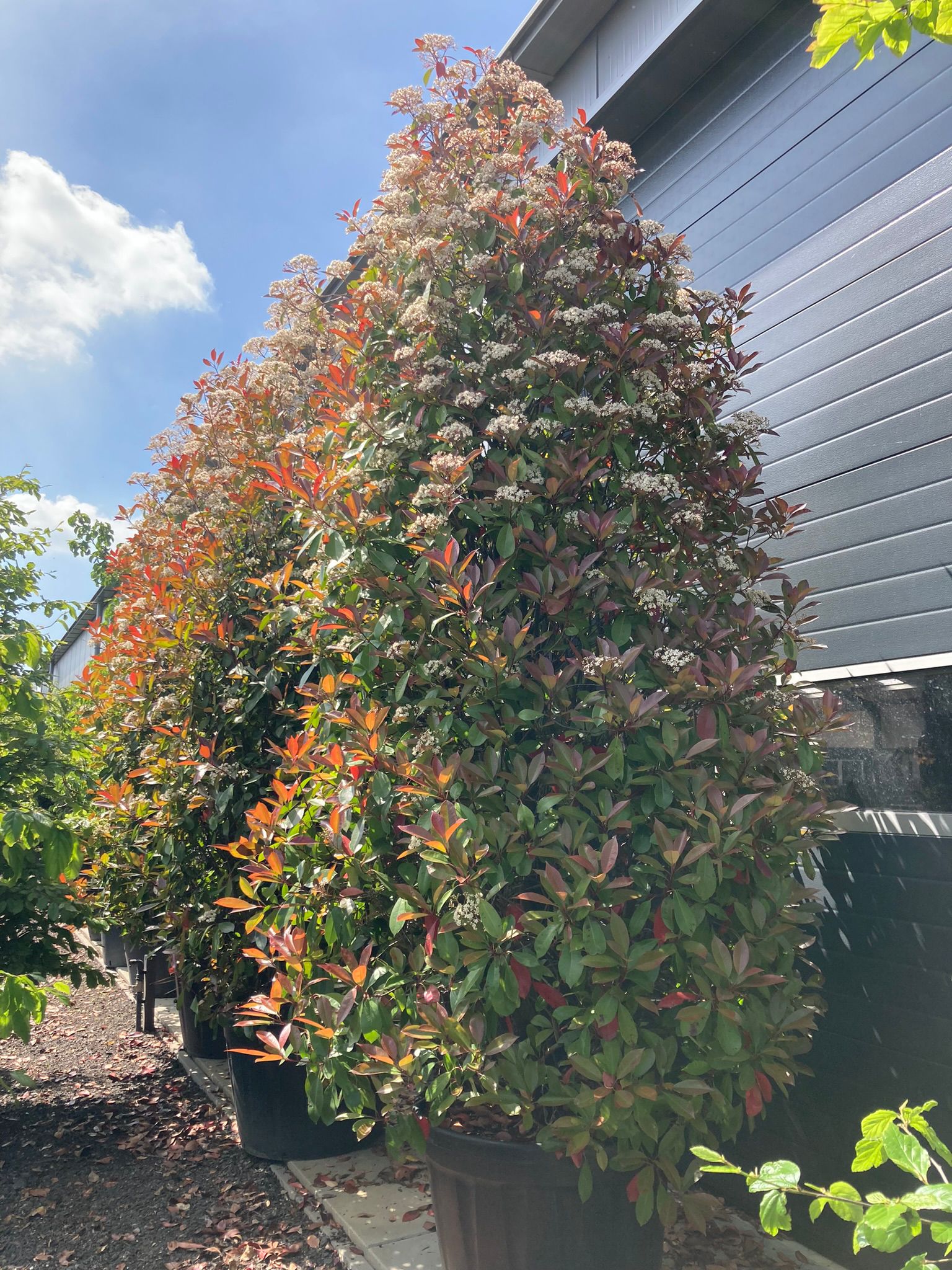Photinia fras 'Red Robin' - Afbeelding 4