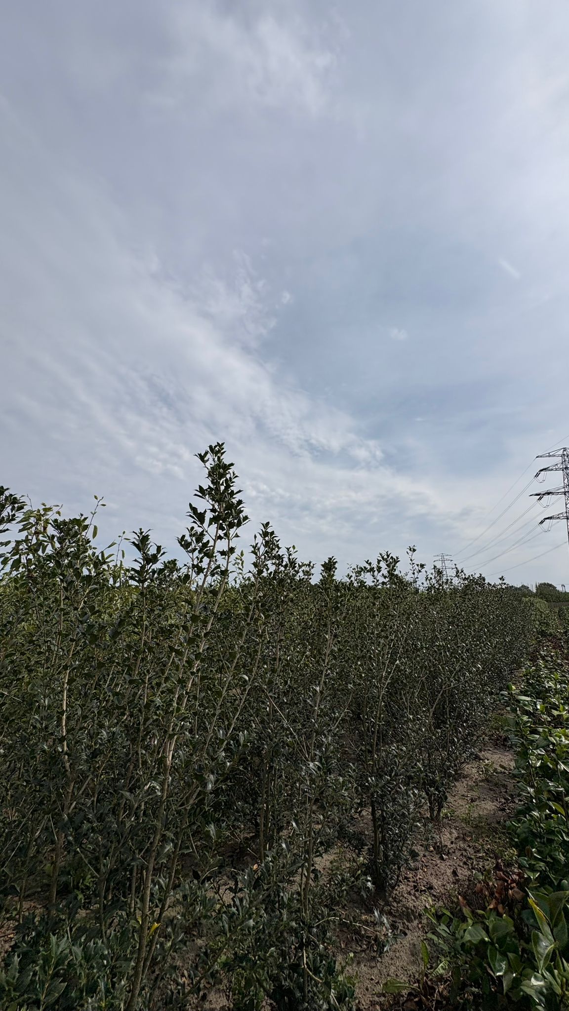 Osmanthus 'Heterophyllus' - Afbeelding 2