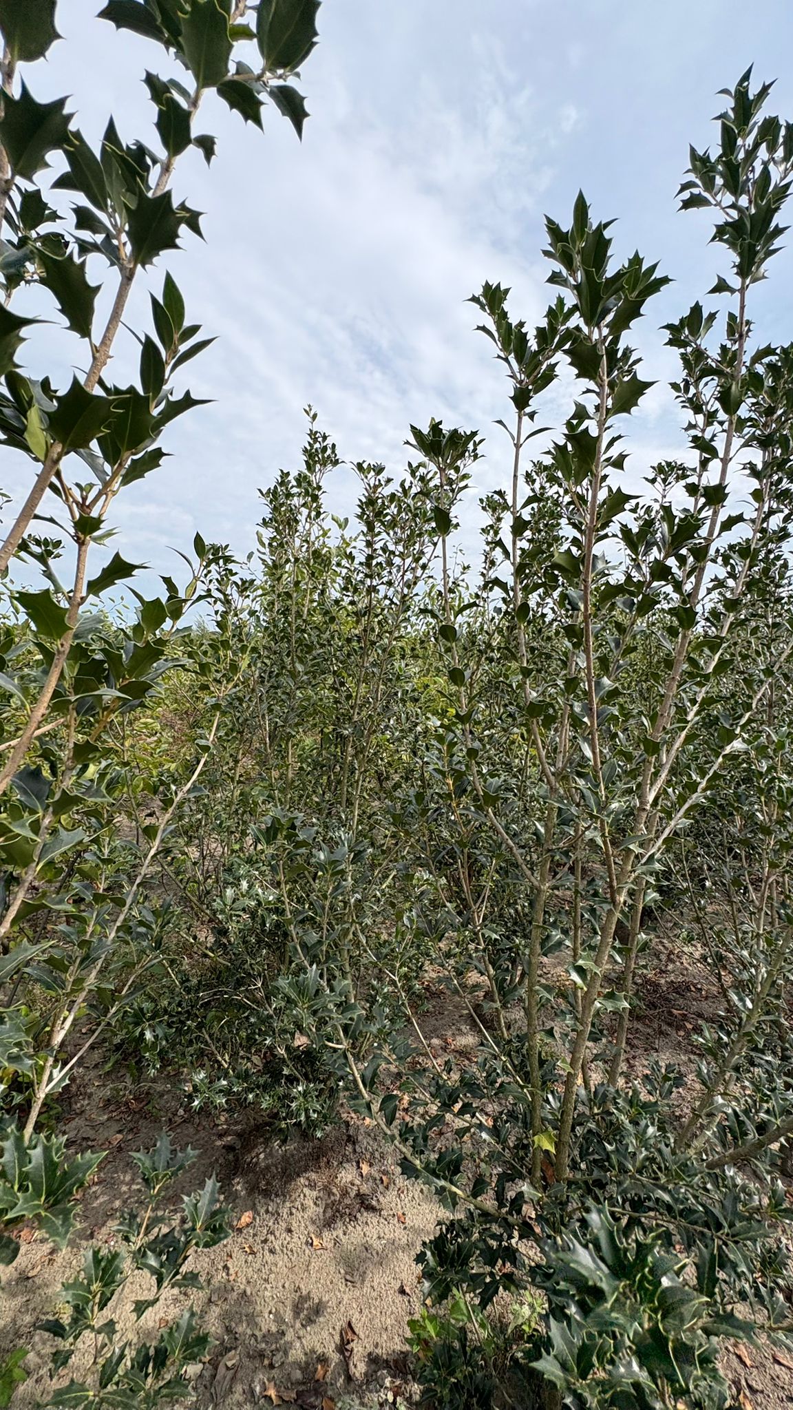 Osmanthus 'Heterophyllus'