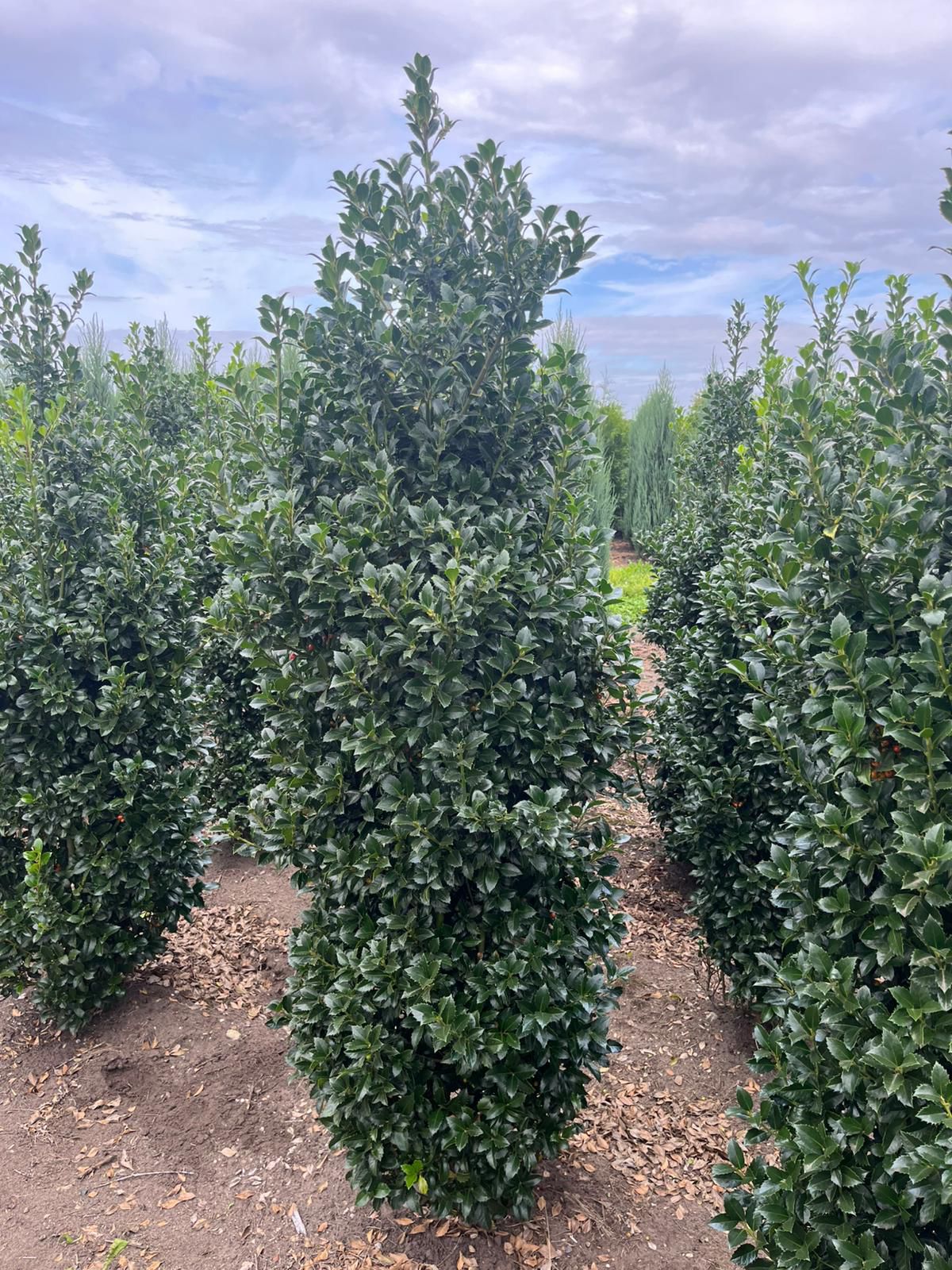 Ilex Heckenstar - Afbeelding 2