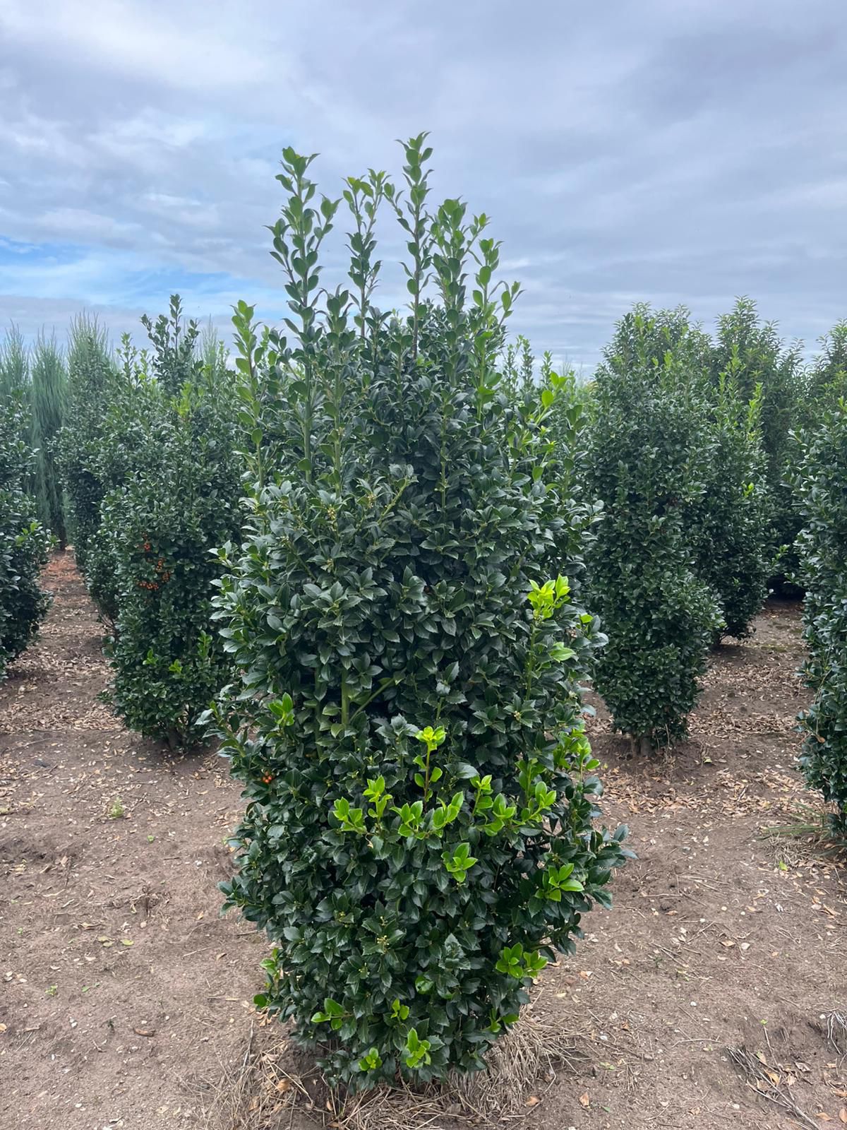 Ilex Heckenstar - Afbeelding 3