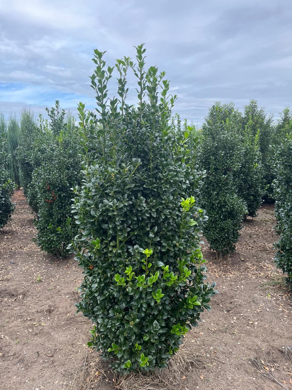 Ilex Heckenstar - Afbeelding 4