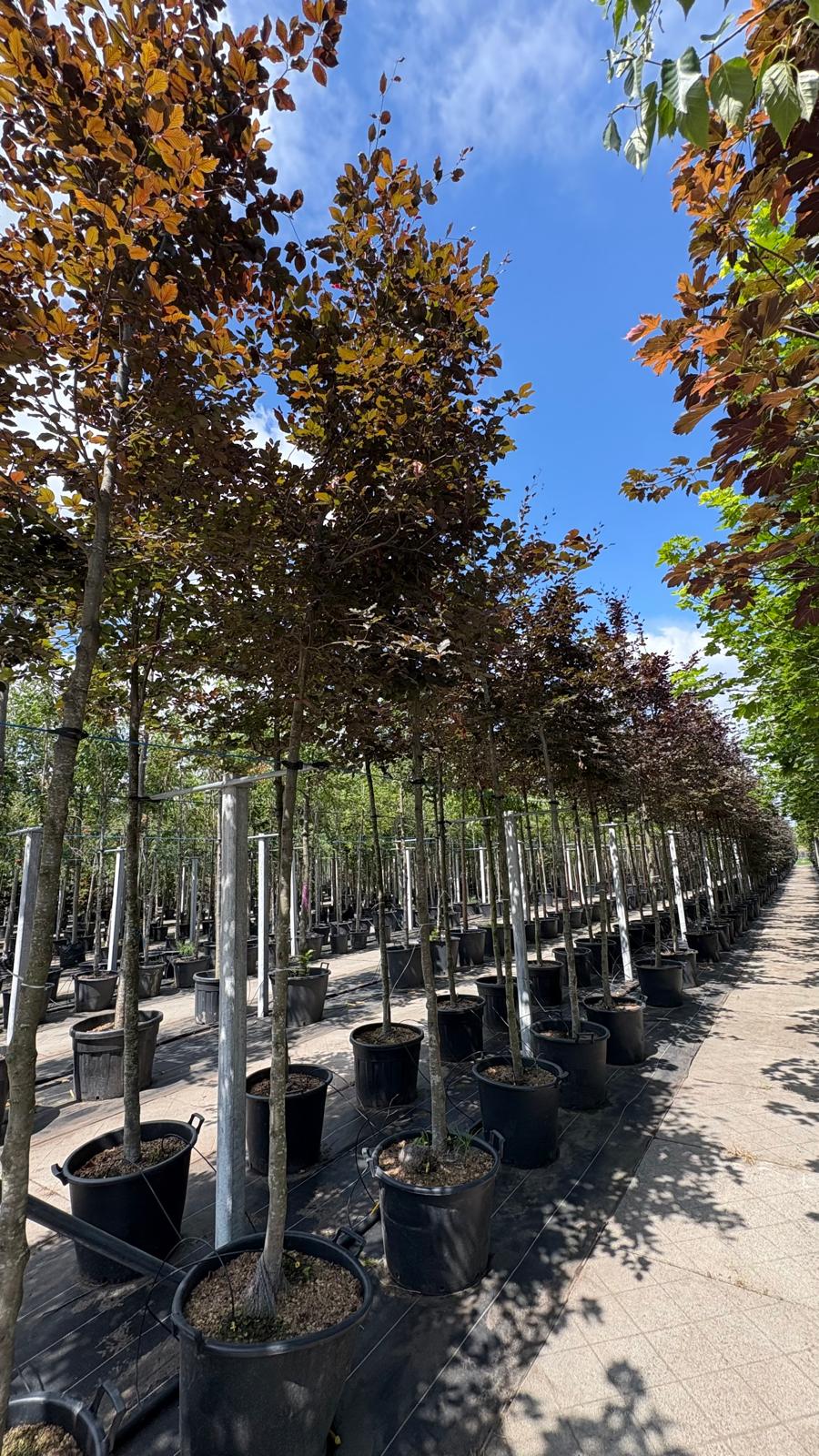 Fagus Sylvatica 'Atropunicea' - Afbeelding 2