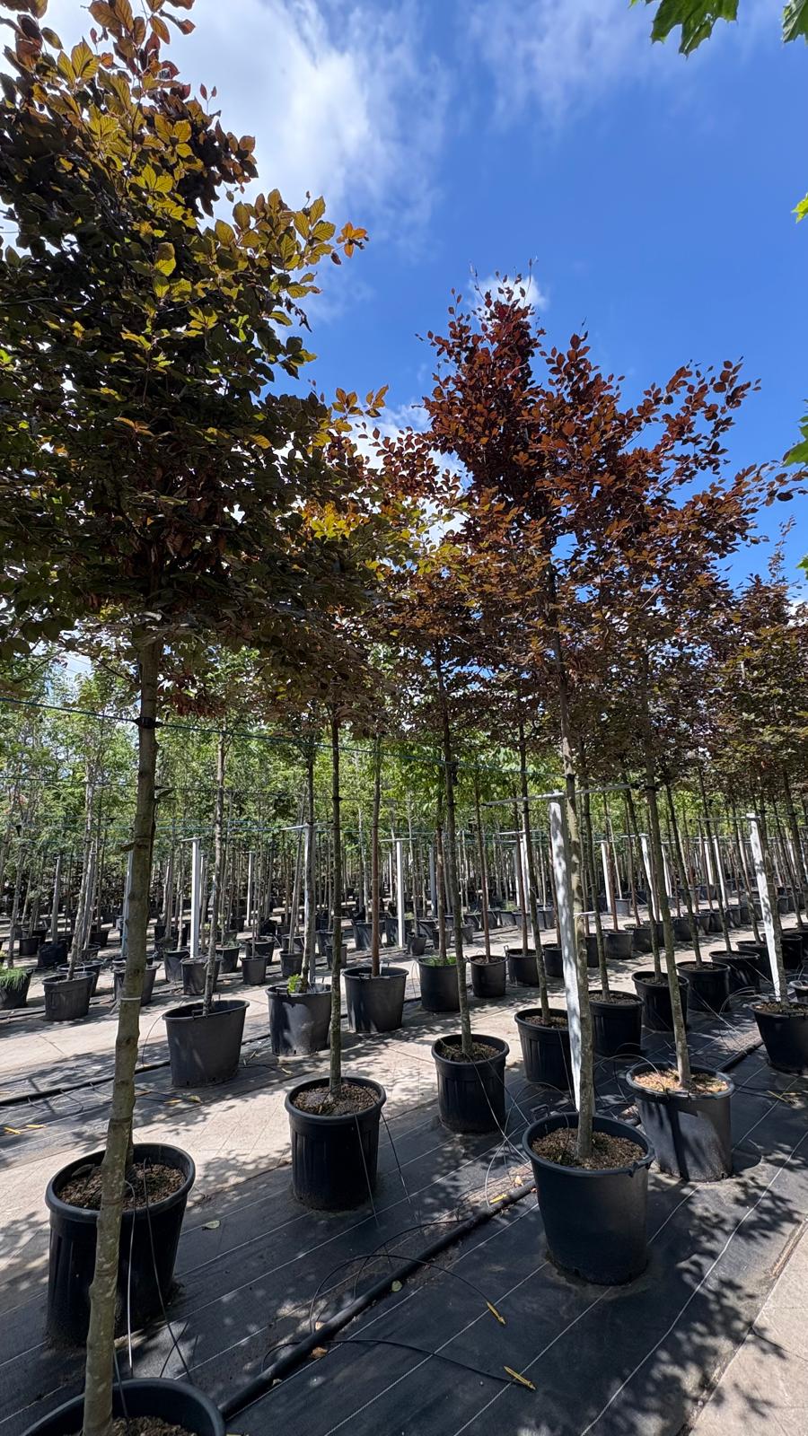 Fagus Sylvatica 'Atropunicea'