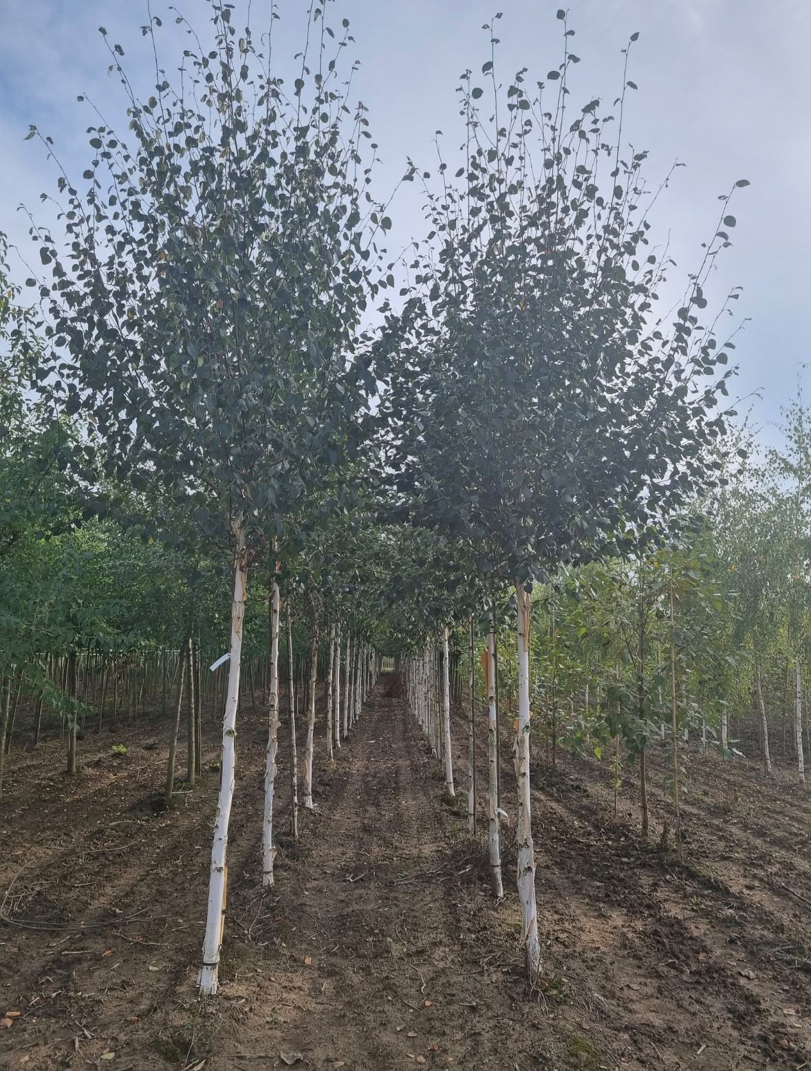 Betula utilis jacquemontii - Afbeelding 2