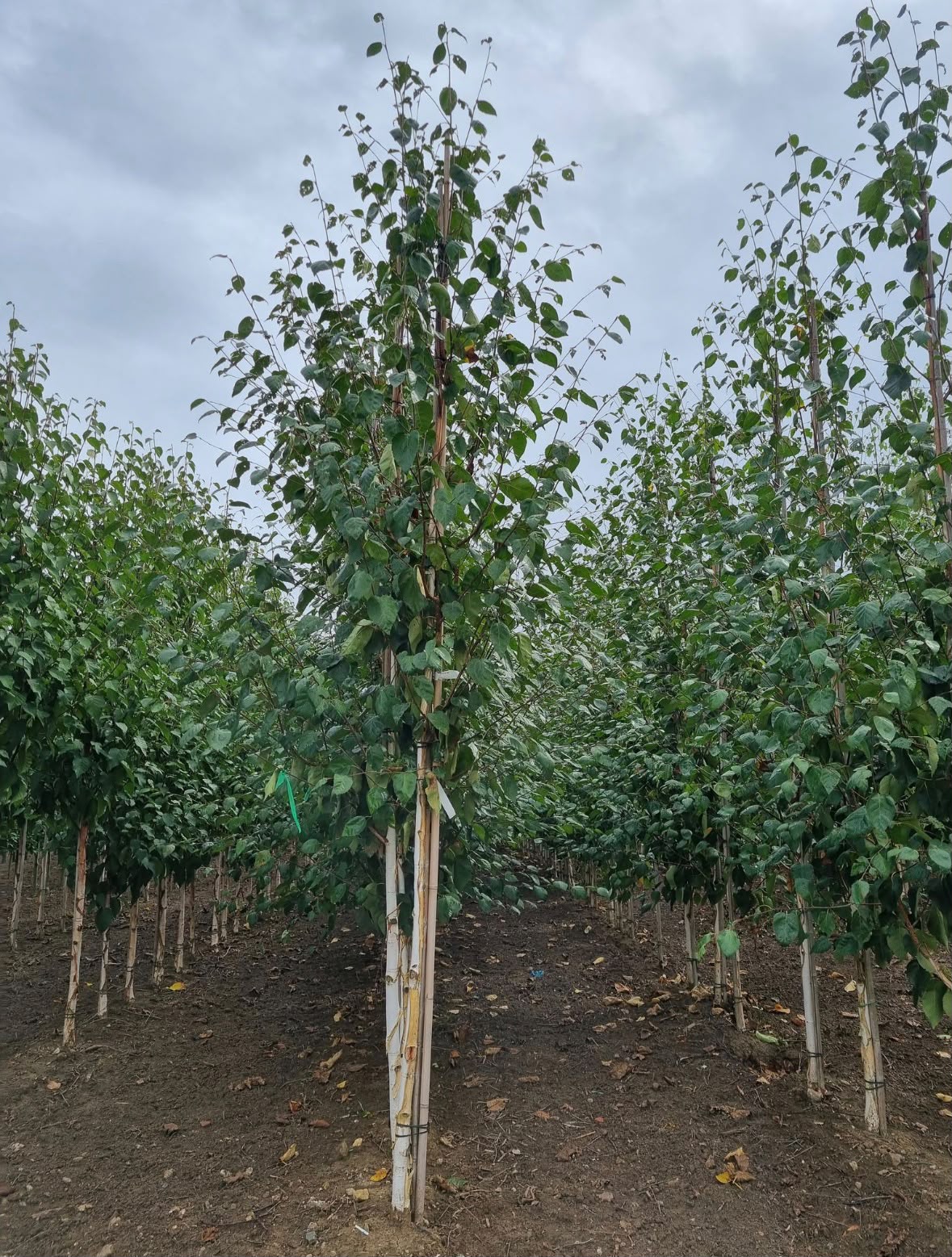 Betula utilis jacquemontii