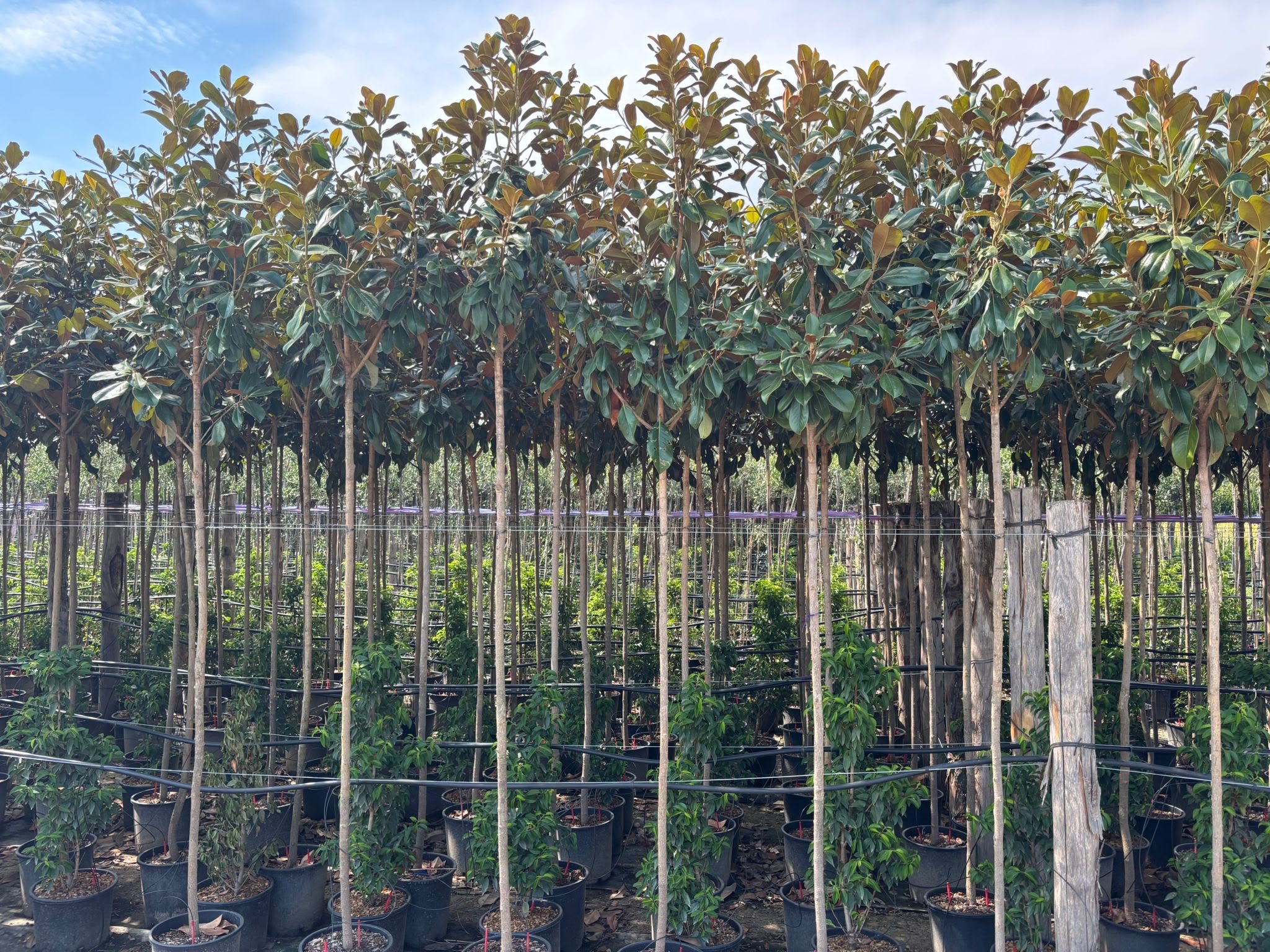 Magnolia grandiflora (Beverboom)