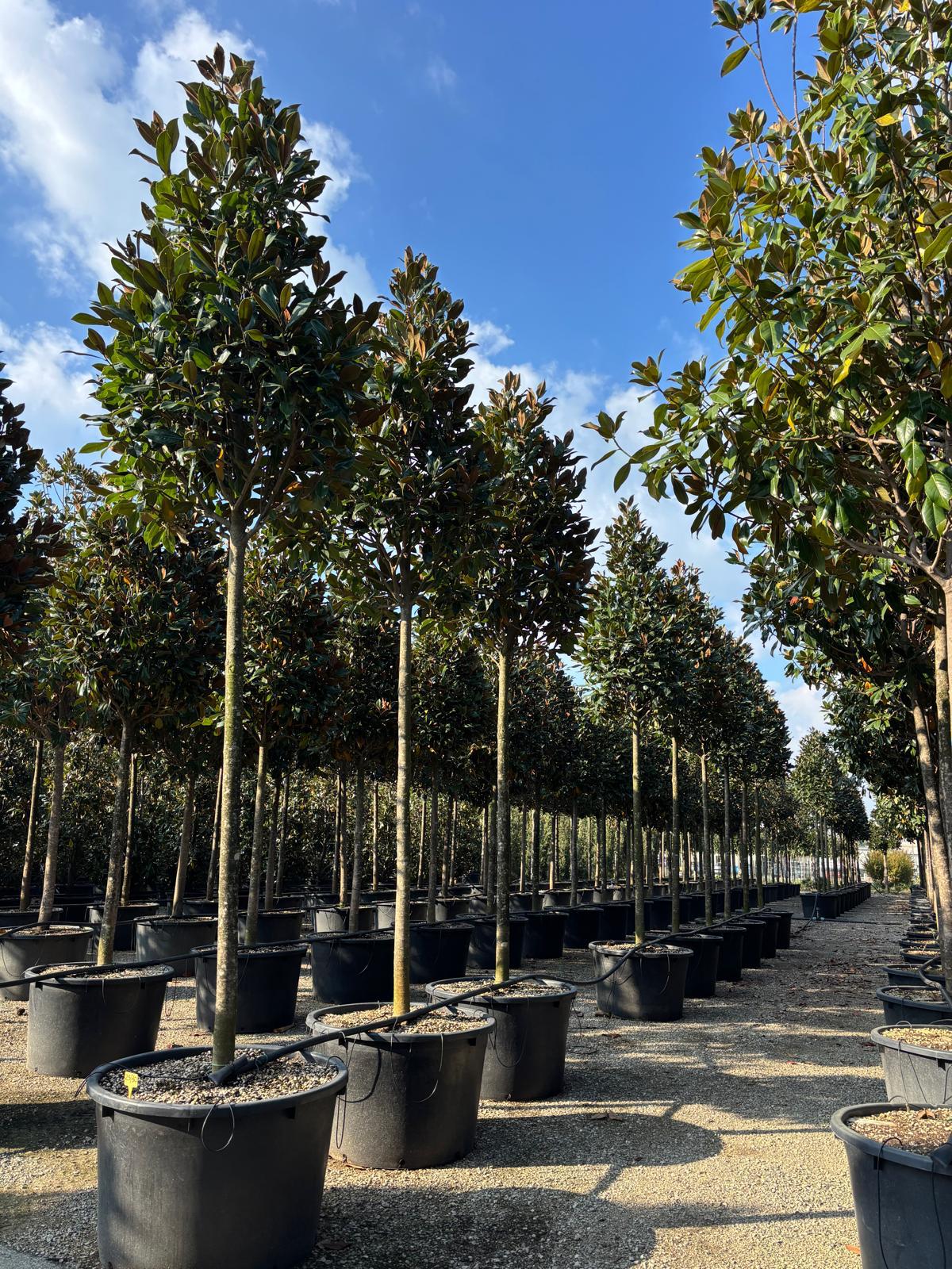 Magnolia grandiflora (Beverboom) - Afbeelding 2