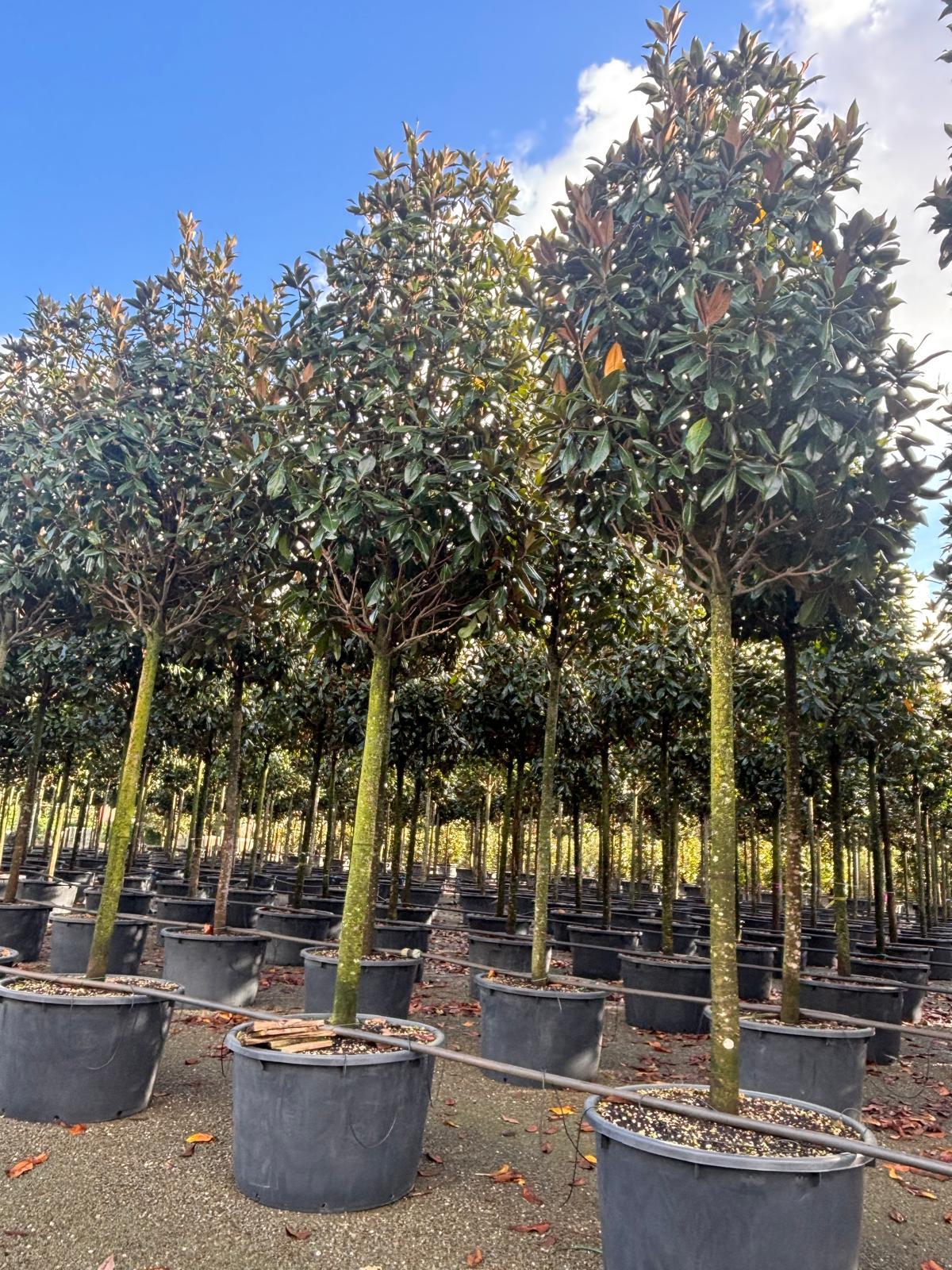 Magnolia grandiflora (Beverboom) - Afbeelding 3