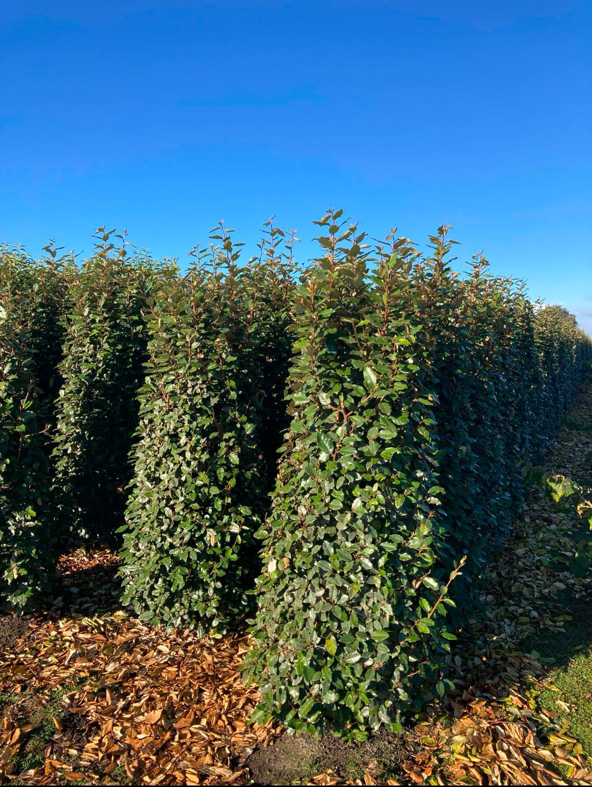 Elaeagnus 'ebbingei compacta'