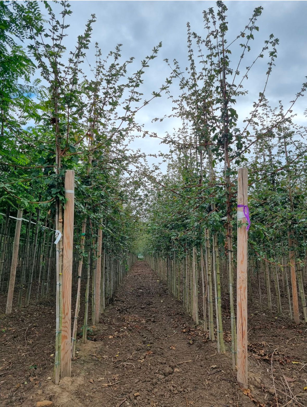 Acer campestre - Afbeelding 4