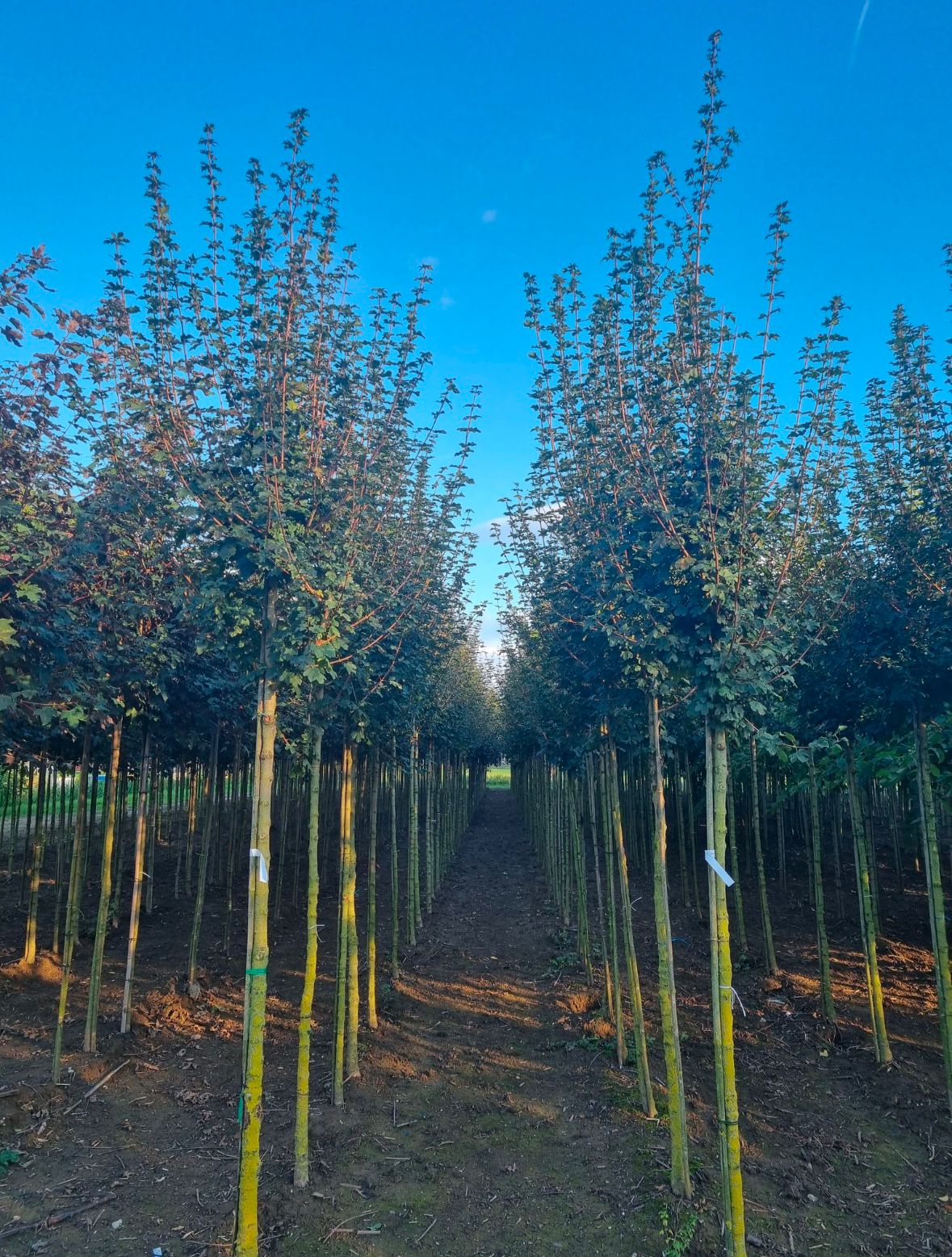 Acer campestre - Afbeelding 2