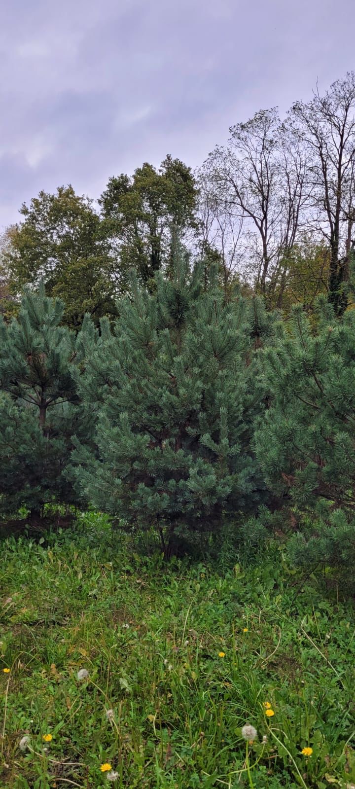 Pinus nigra
