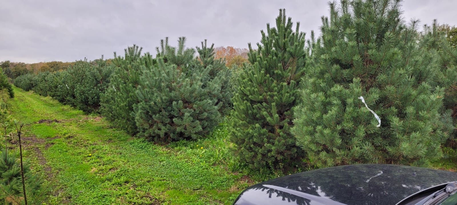 Pinus nigra - Afbeelding 3