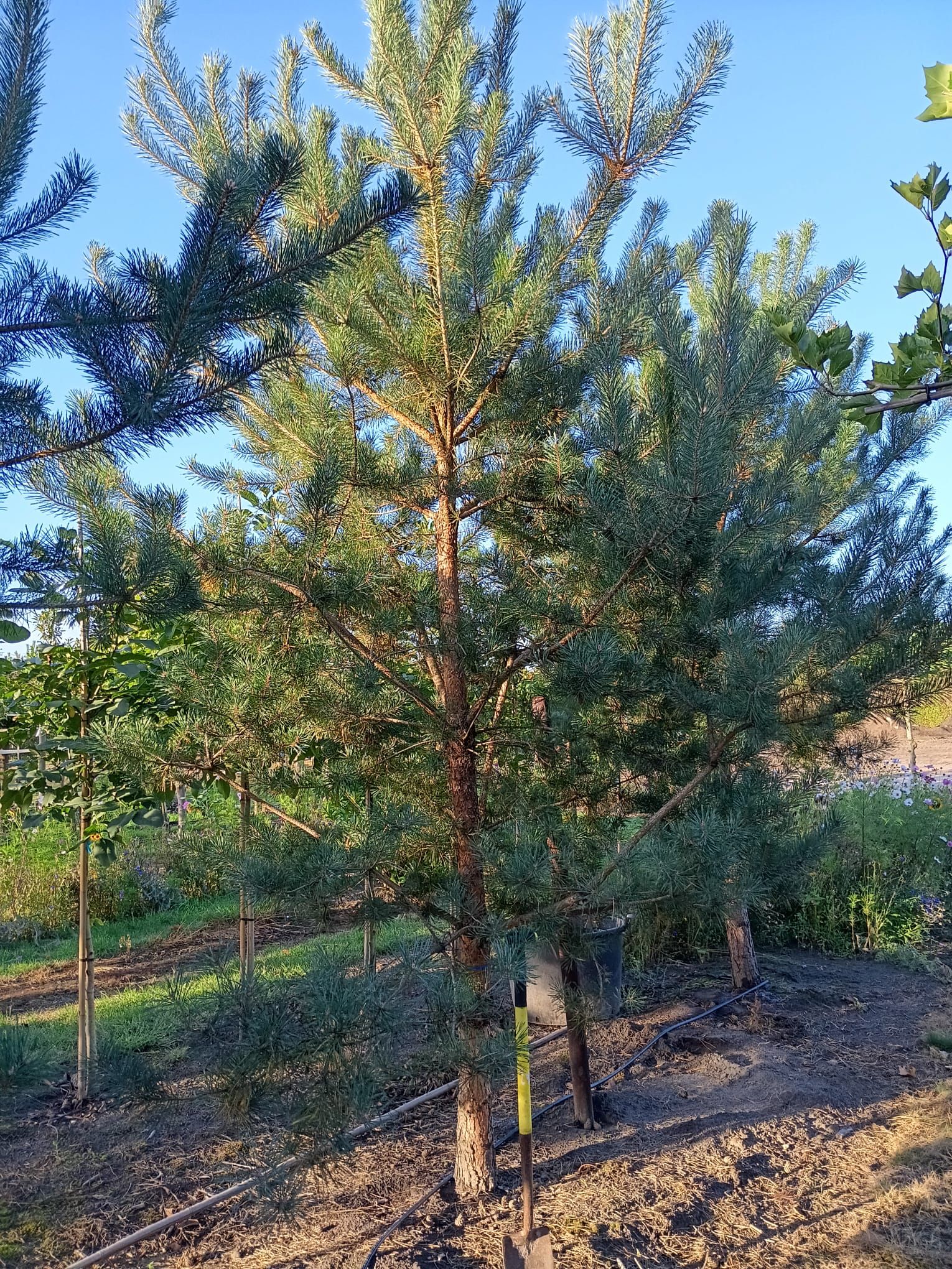 Pinus sylvestris - Afbeelding 6