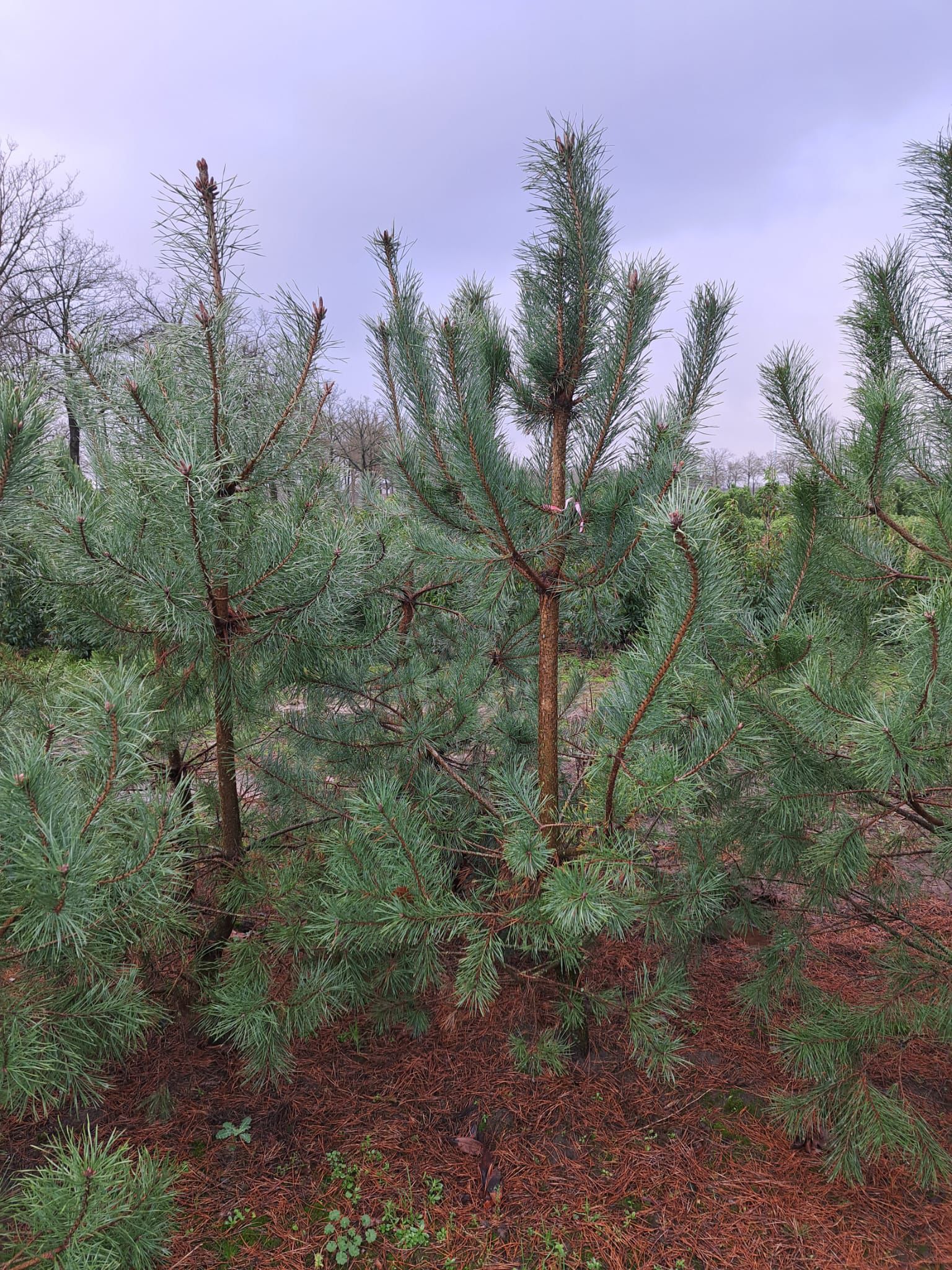 Pinus sylvestris - Afbeelding 5