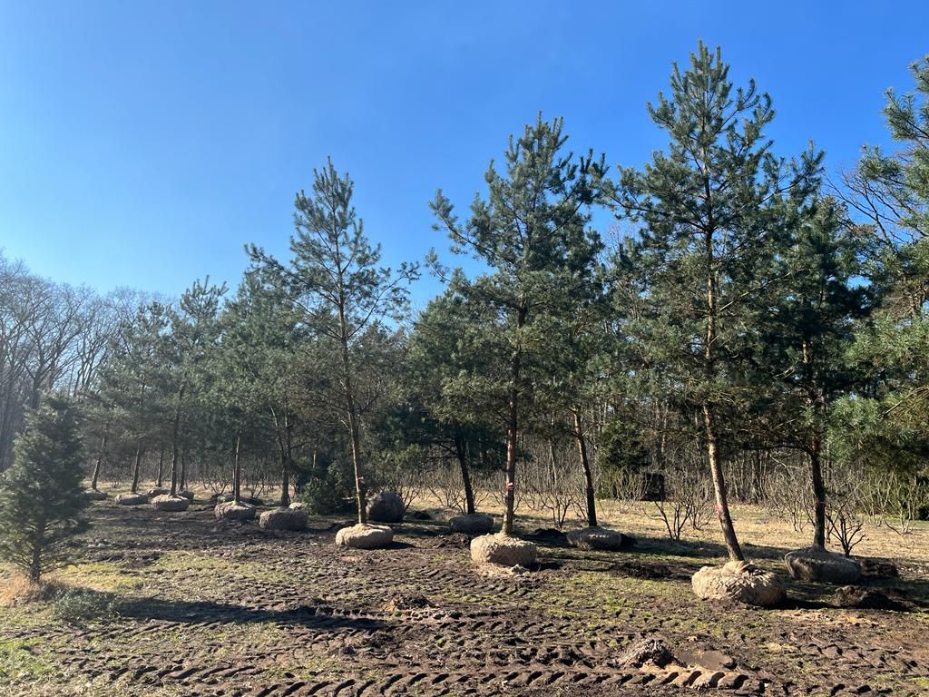 Pinus sylvestris - Afbeelding 4