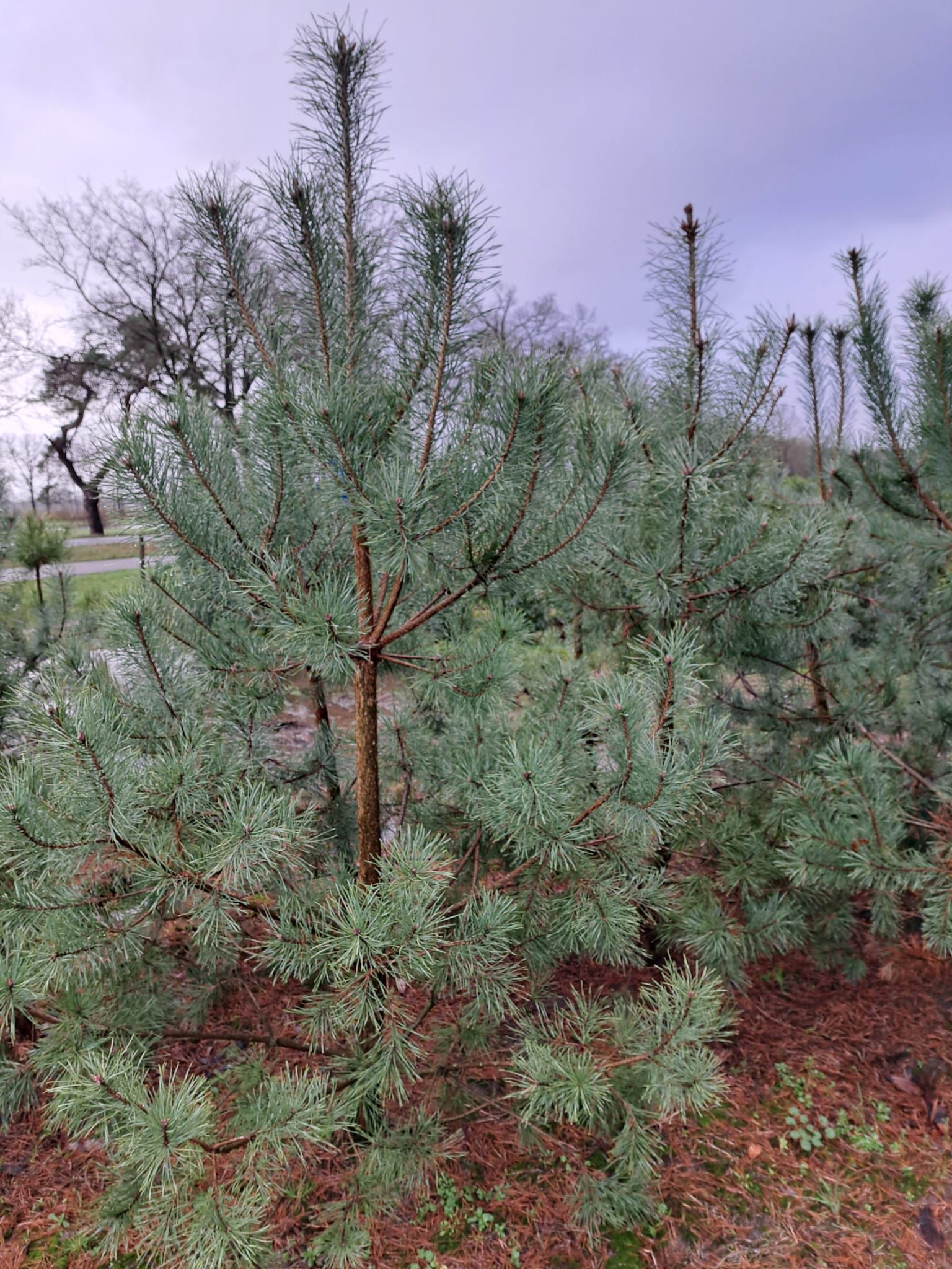 Pinus sylvestris