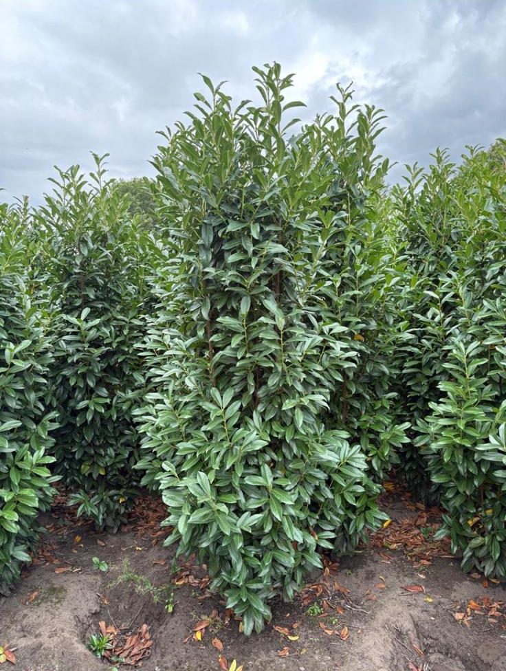 Prunus laurocerasus 'Genolia' - Afbeelding 3
