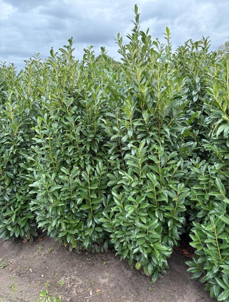 Prunus laurocerasus 'Genolia' - Afbeelding 2