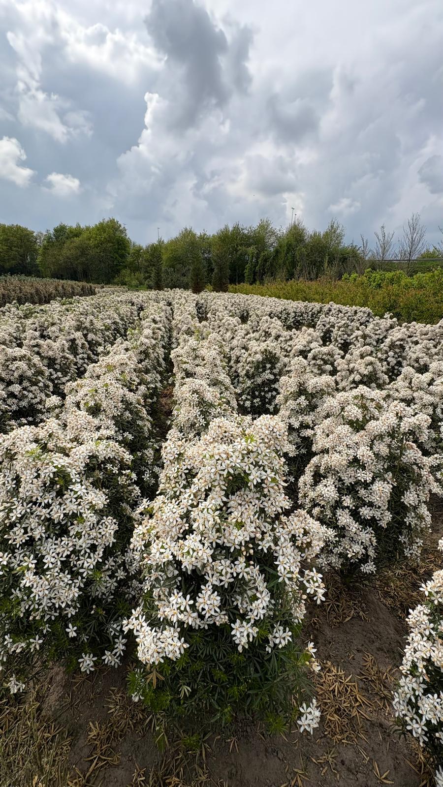 Choisya ternata white dazzler