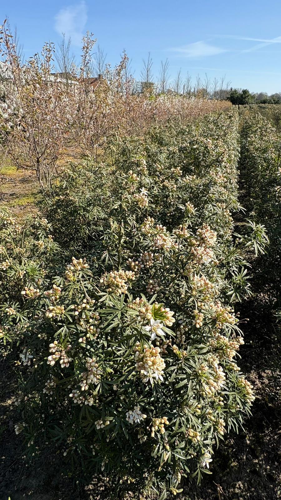 Choisya ternata white dazzler - Afbeelding 2