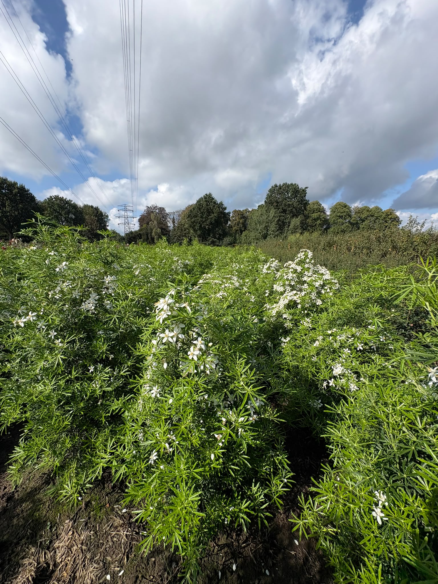 Choisya ternata white dazzler - Afbeelding 4