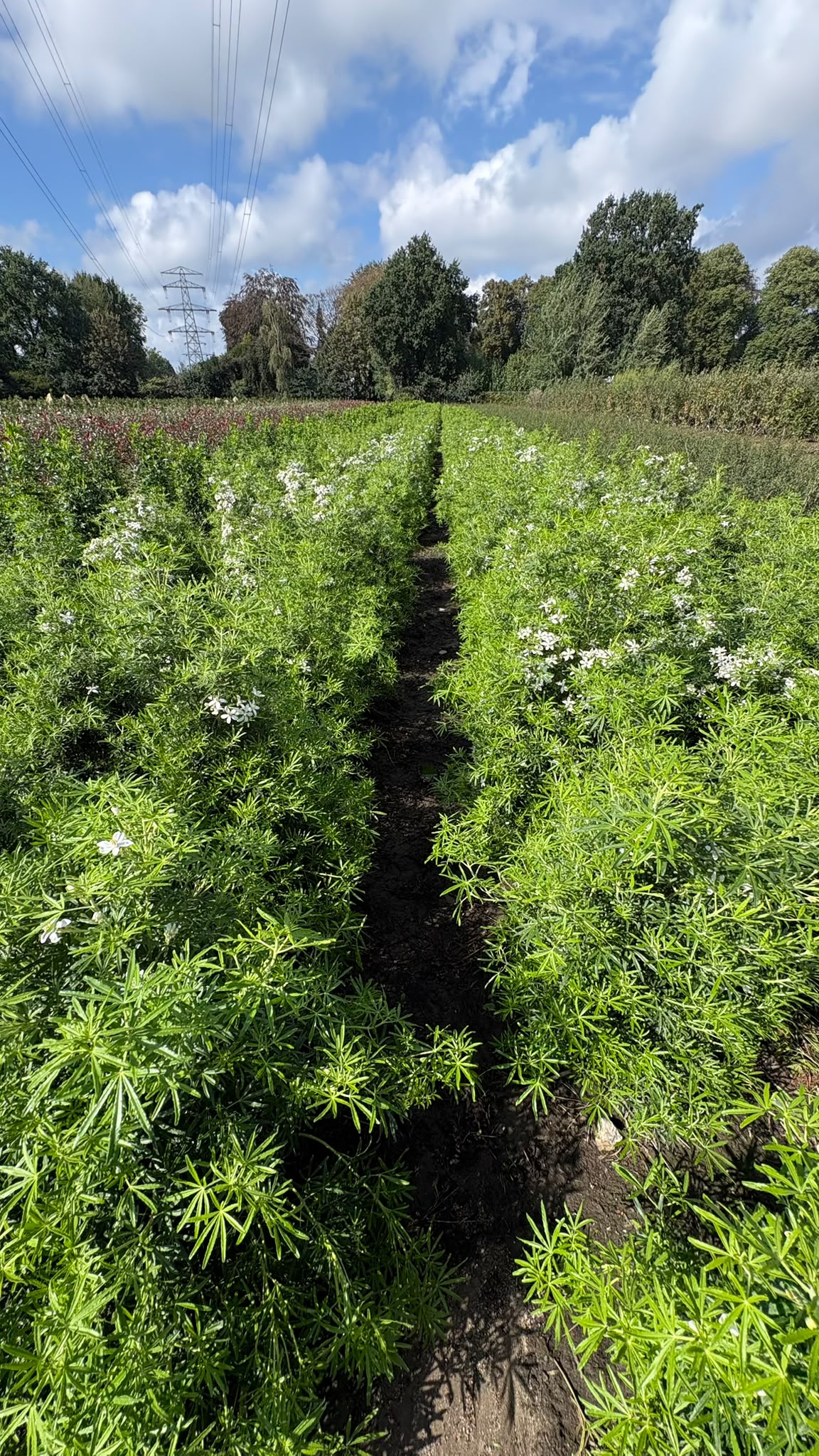 Choisya ternata white dazzler - Afbeelding 5