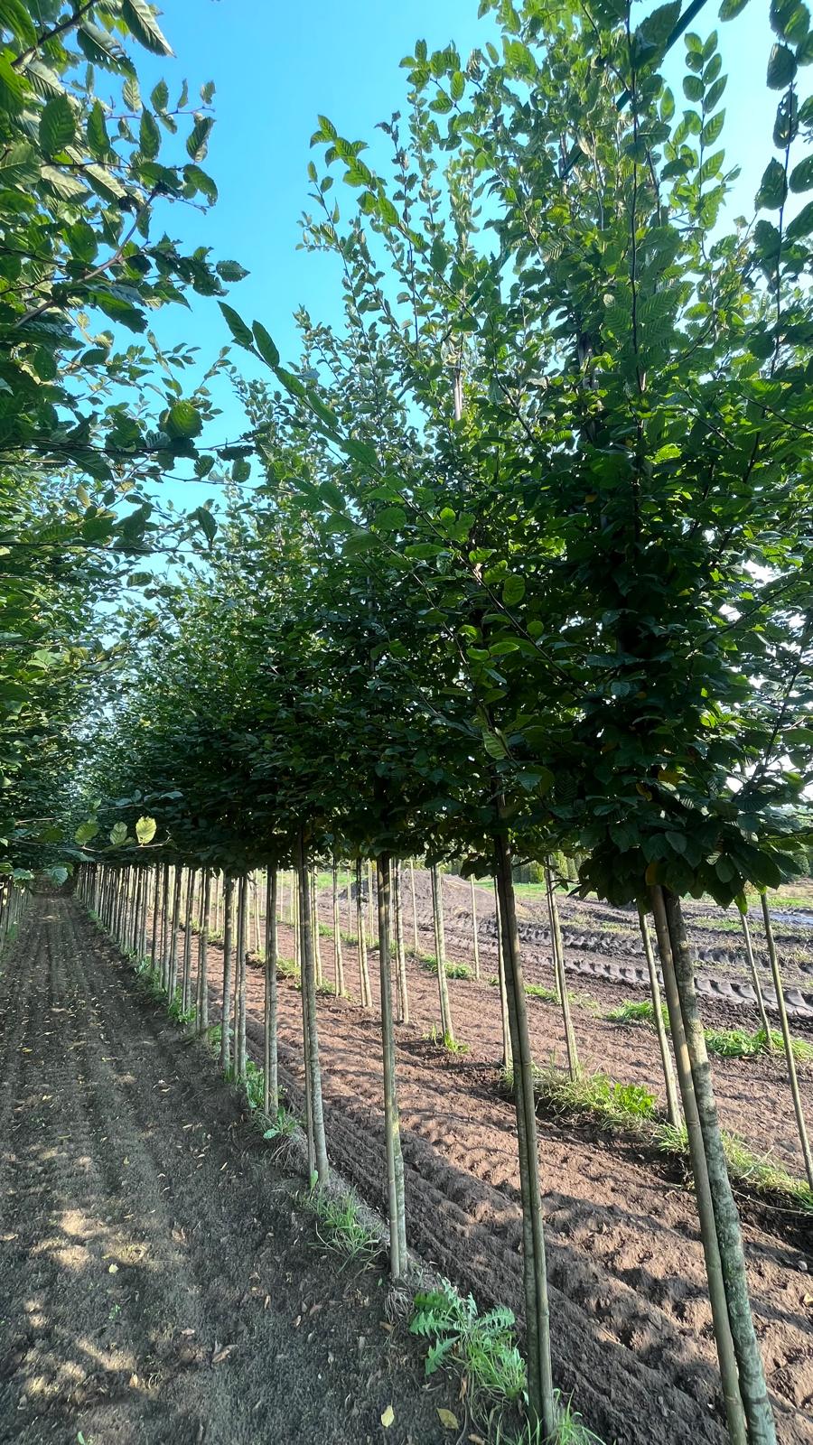 Carpinus betulus (Boom) - Afbeelding 2