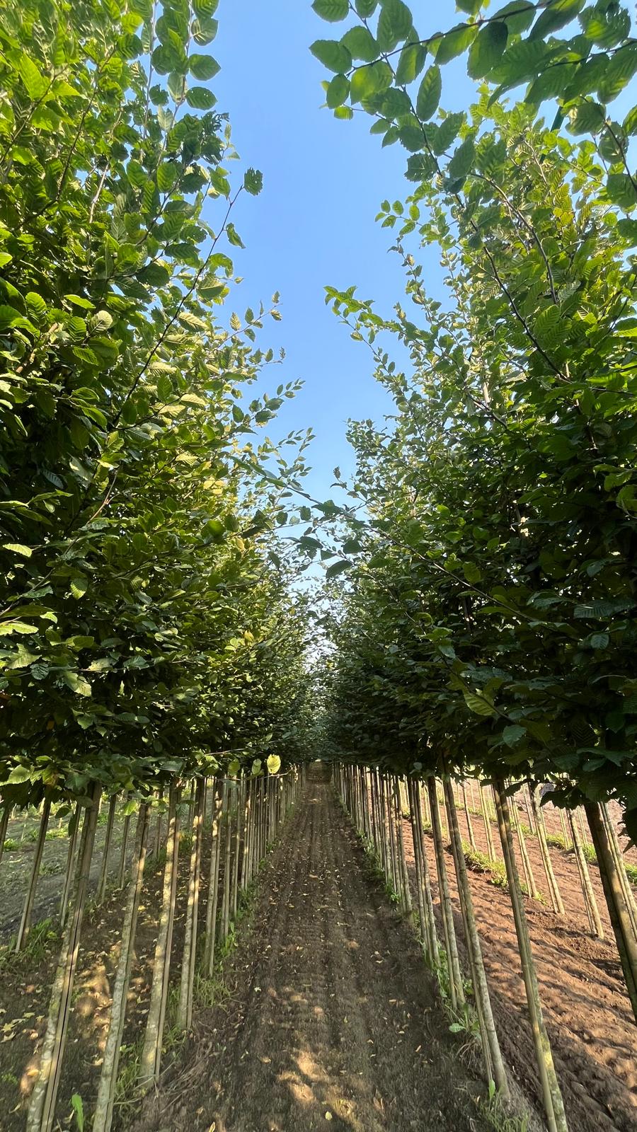 Carpinus betulus (Boom)