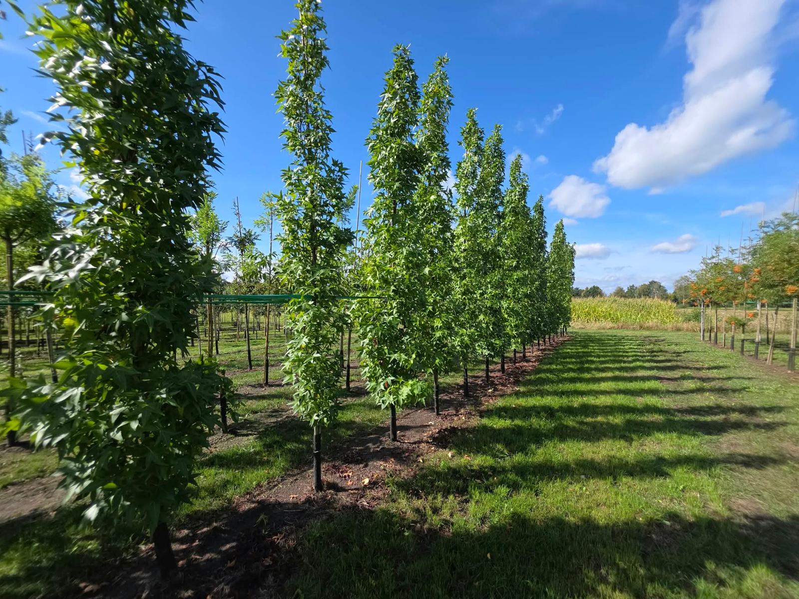Liquidambar styraciflua 'Slender Silhouette' - Afbeelding 2
