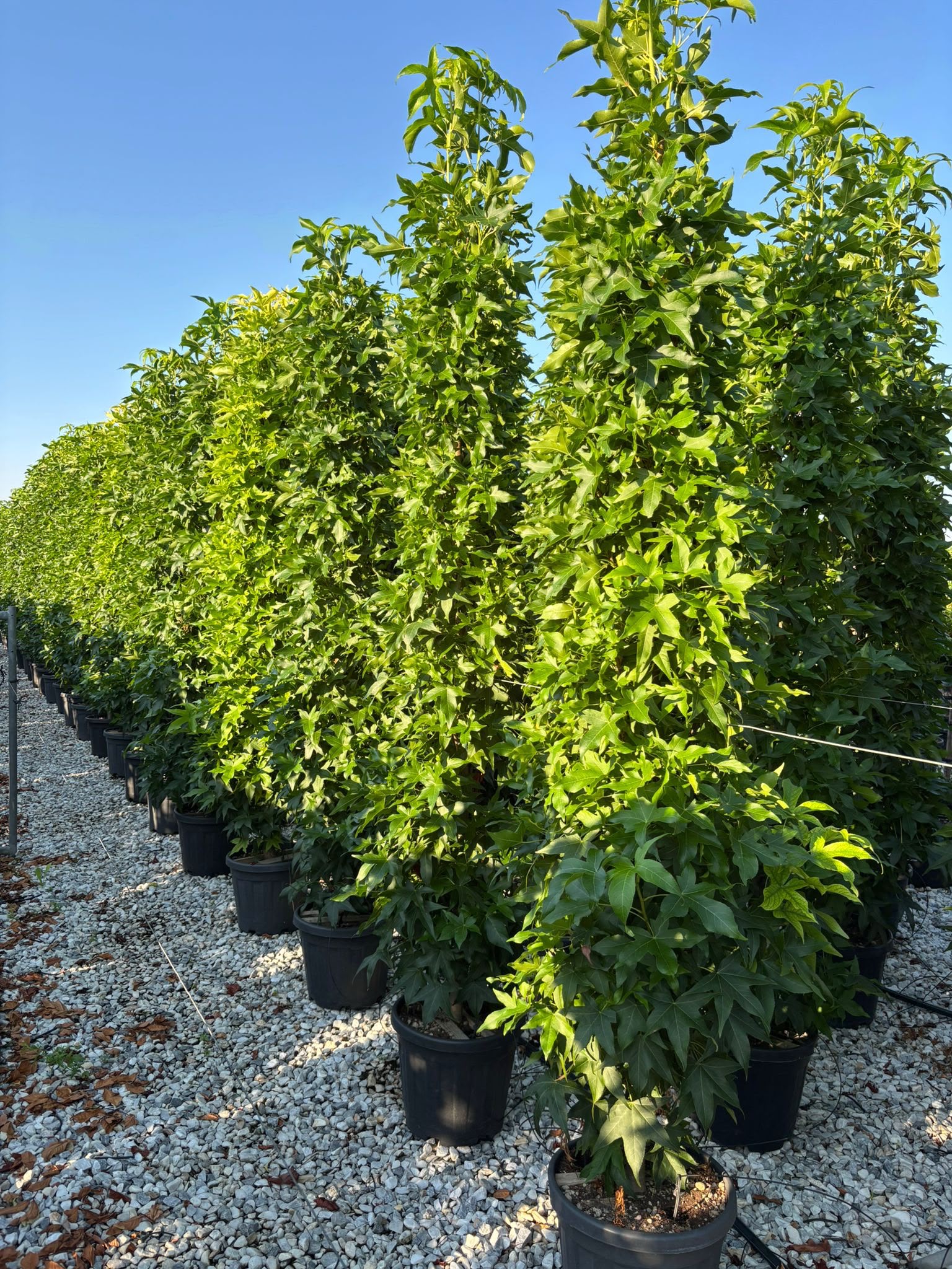 Liquidambar styraciflua 'Slender Silhouette'