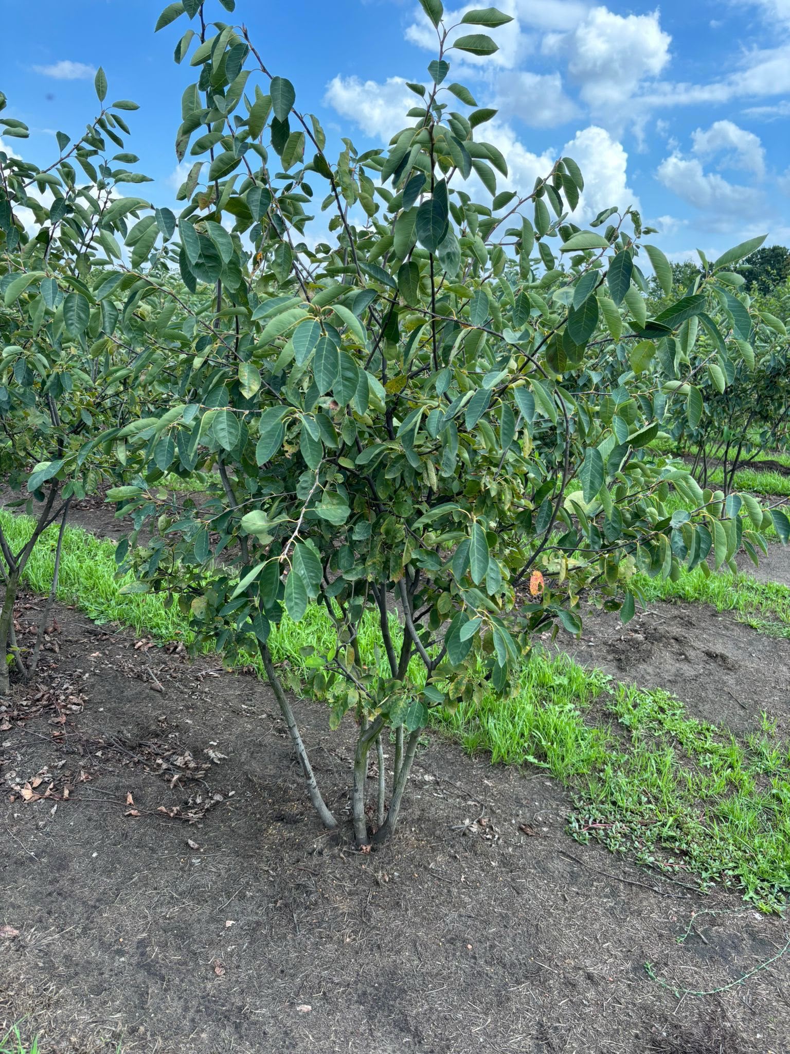 Amelanchier lamarckii Meerstammig