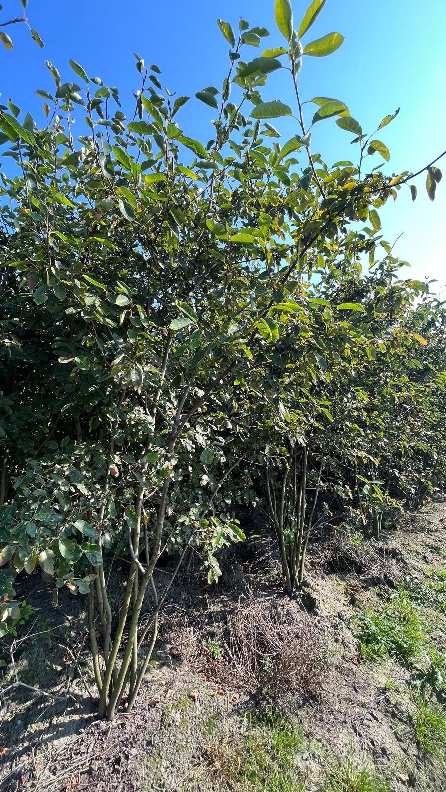 Amelanchier lamarckii Meerstammig - Afbeelding 7