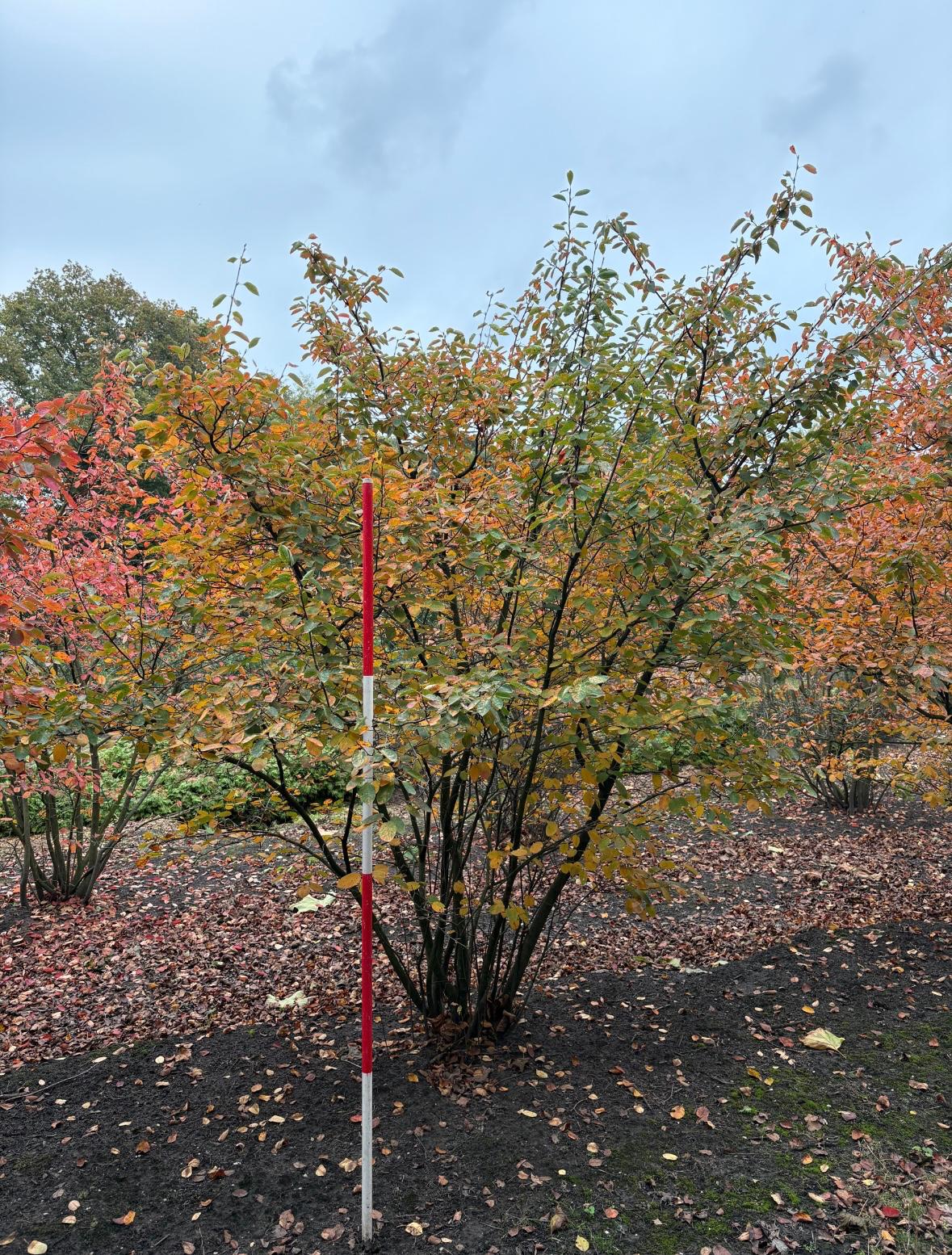 Amelanchier lamarckii Meerstammig - Afbeelding 6