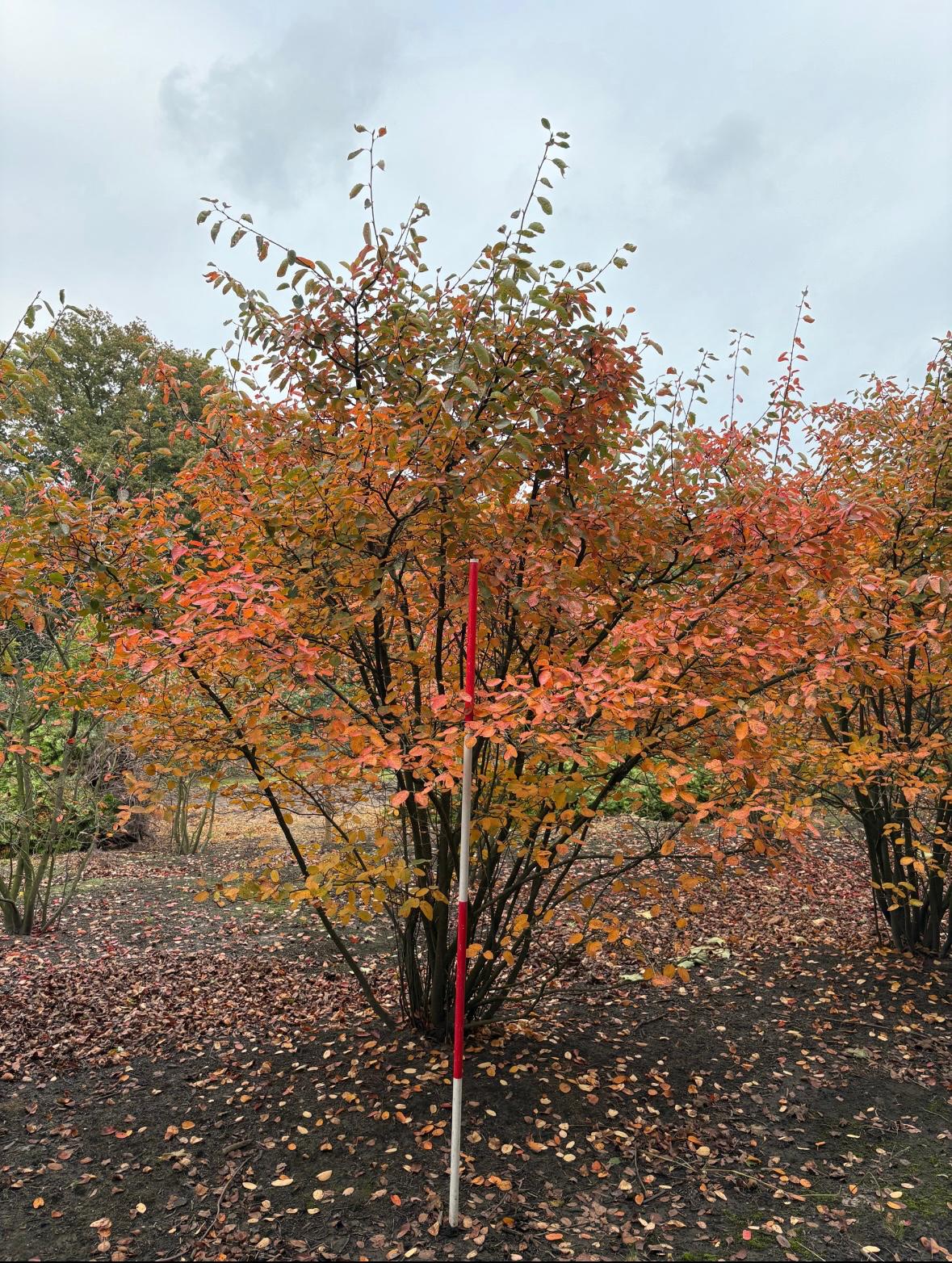 Amelanchier lamarckii Meerstammig - Afbeelding 5