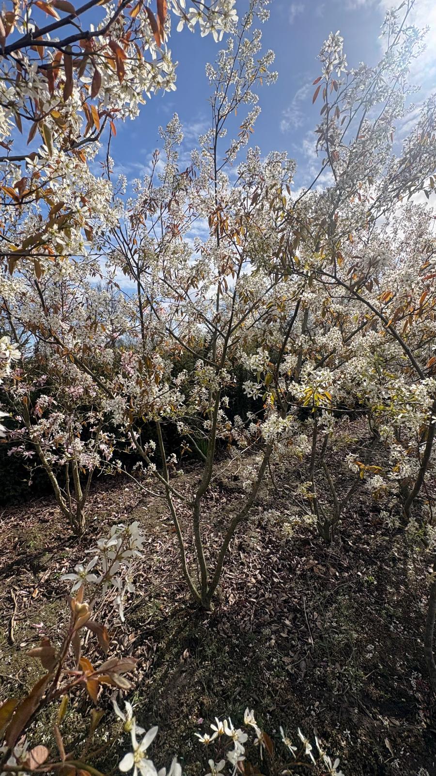 Amelanchier lamarckii Meerstammig - Afbeelding 4