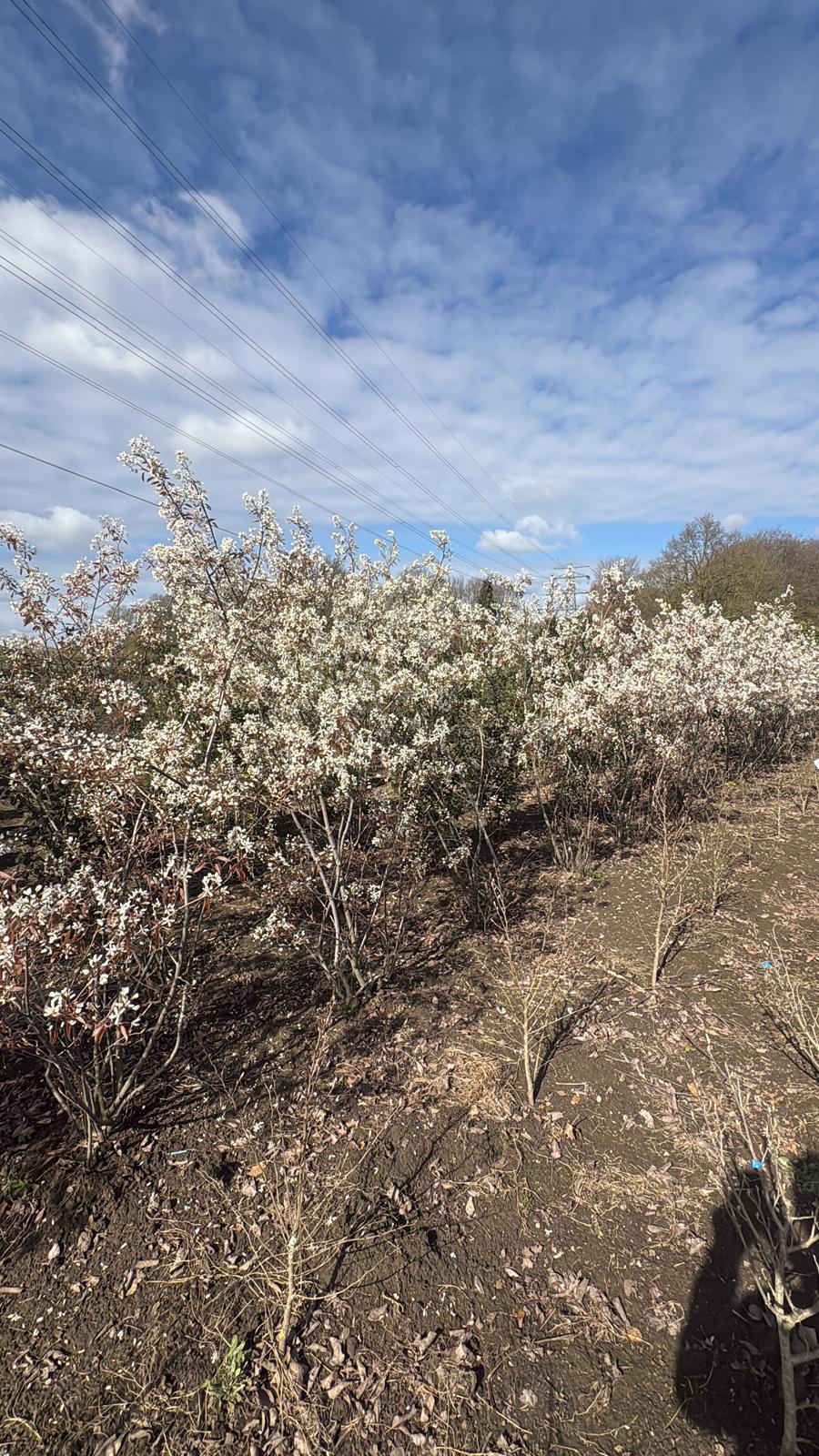 Amelanchier lamarckii Meerstammig - Afbeelding 3