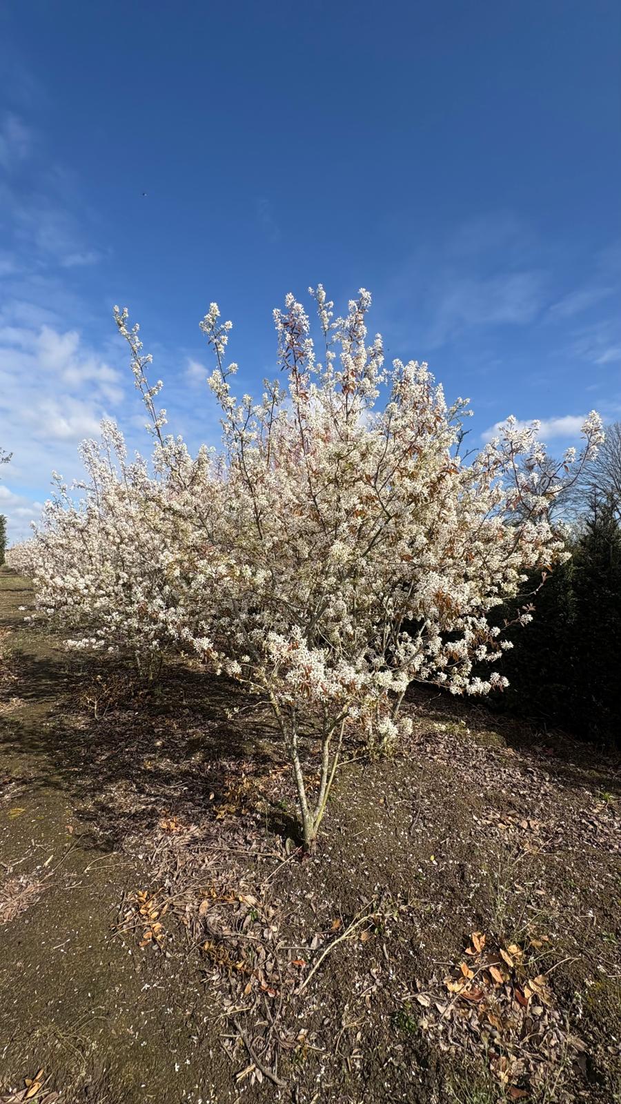 Amelanchier lamarckii Meerstammig - Afbeelding 2