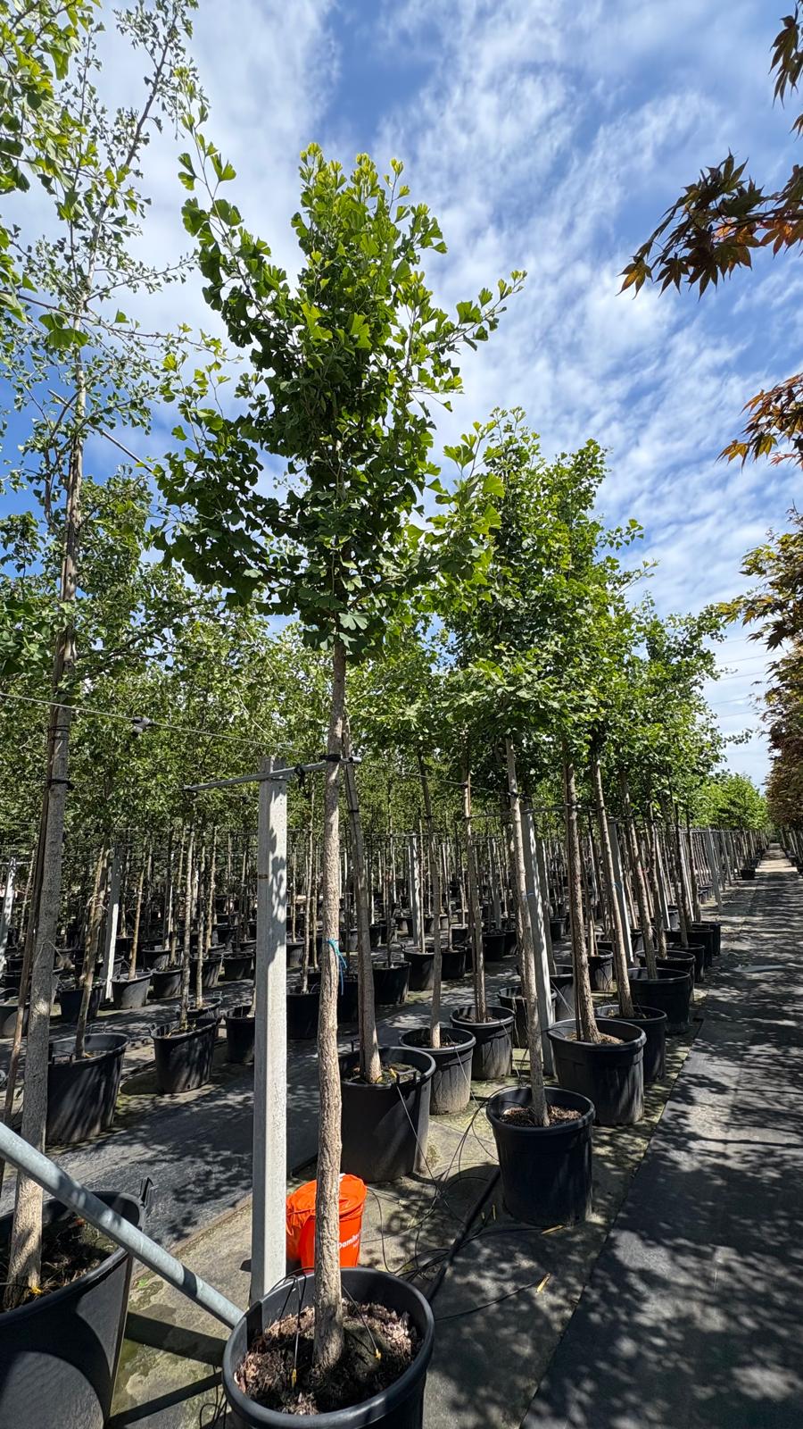 Ginkgo biloba (Japanse Notenboom) - Afbeelding 2
