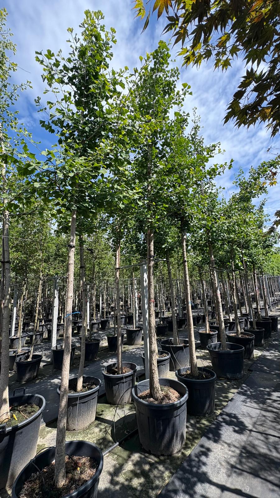 Ginkgo biloba (Japanse Notenboom)