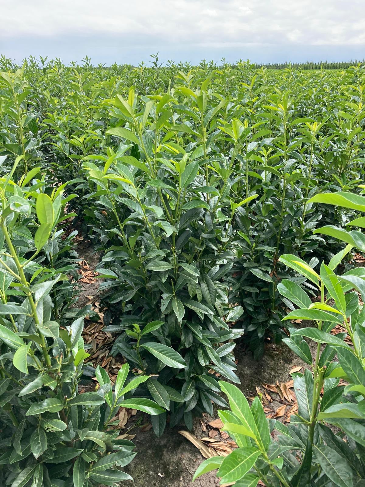 Prunus laurocerasus 'Genolia'