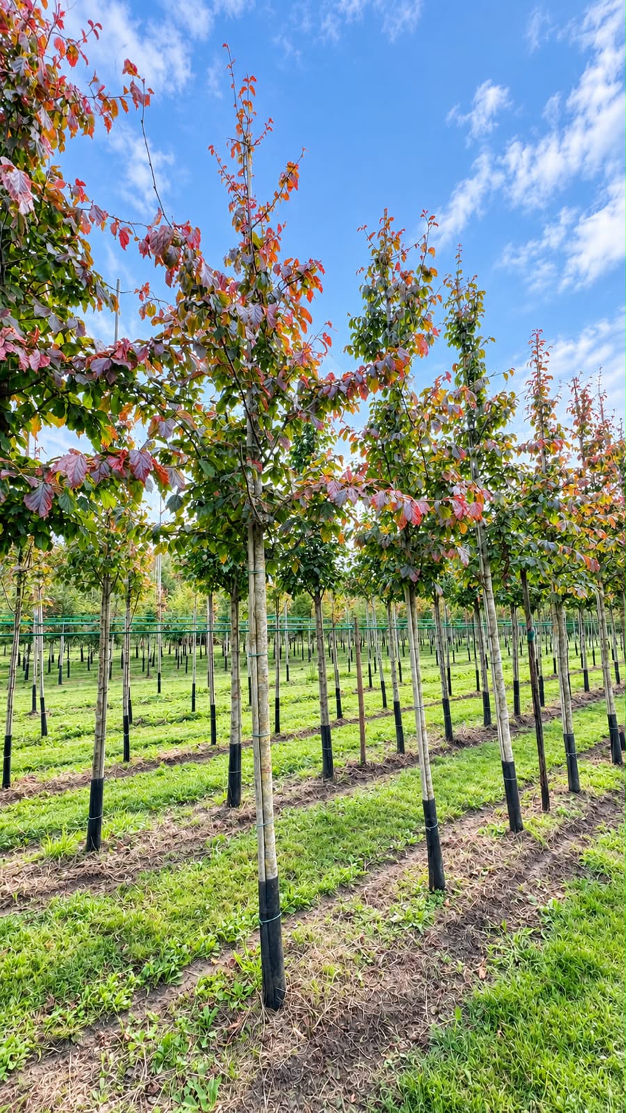 Parrotia persica (Perzisch IJzerhout) - Afbeelding 2
