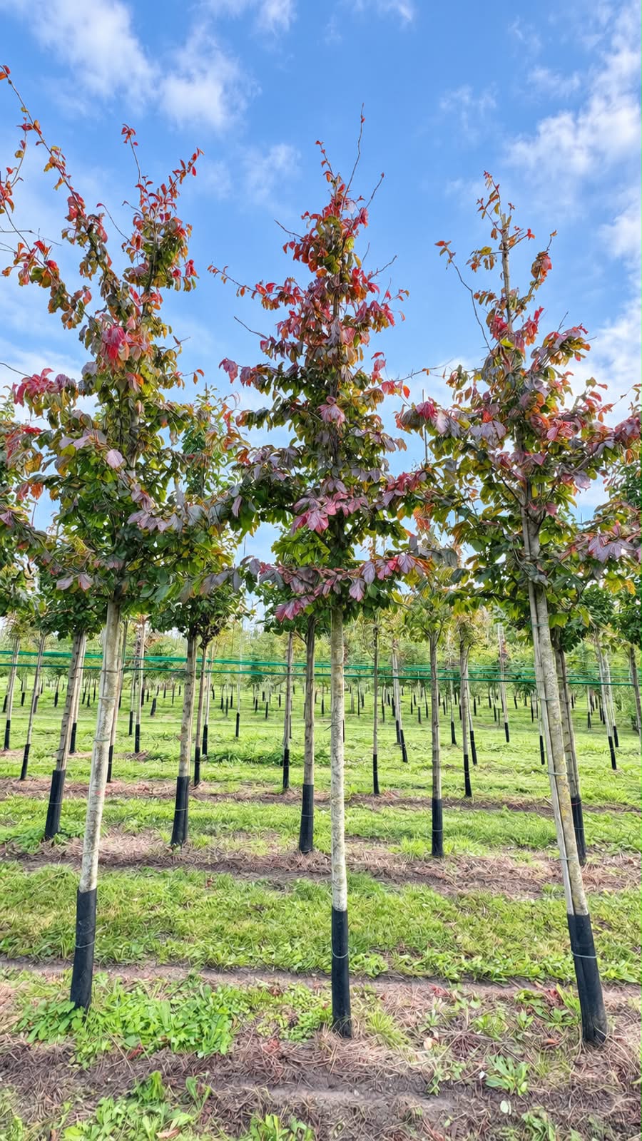 Parrotia persica (Perzisch IJzerhout)