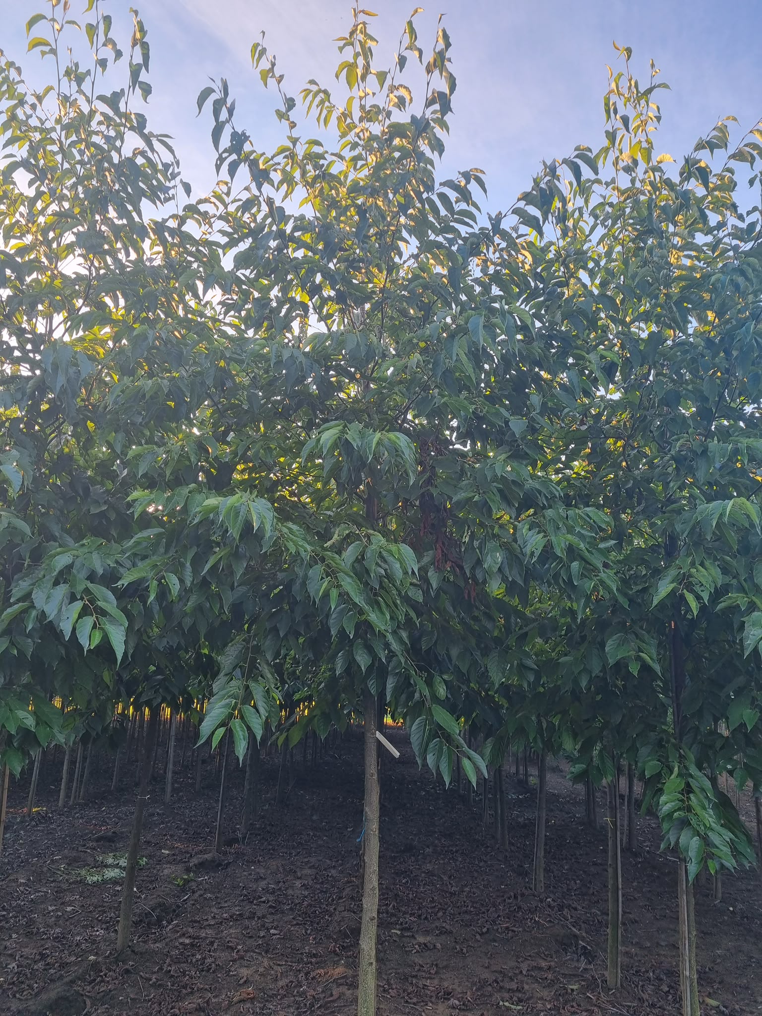 Alnus spaethii