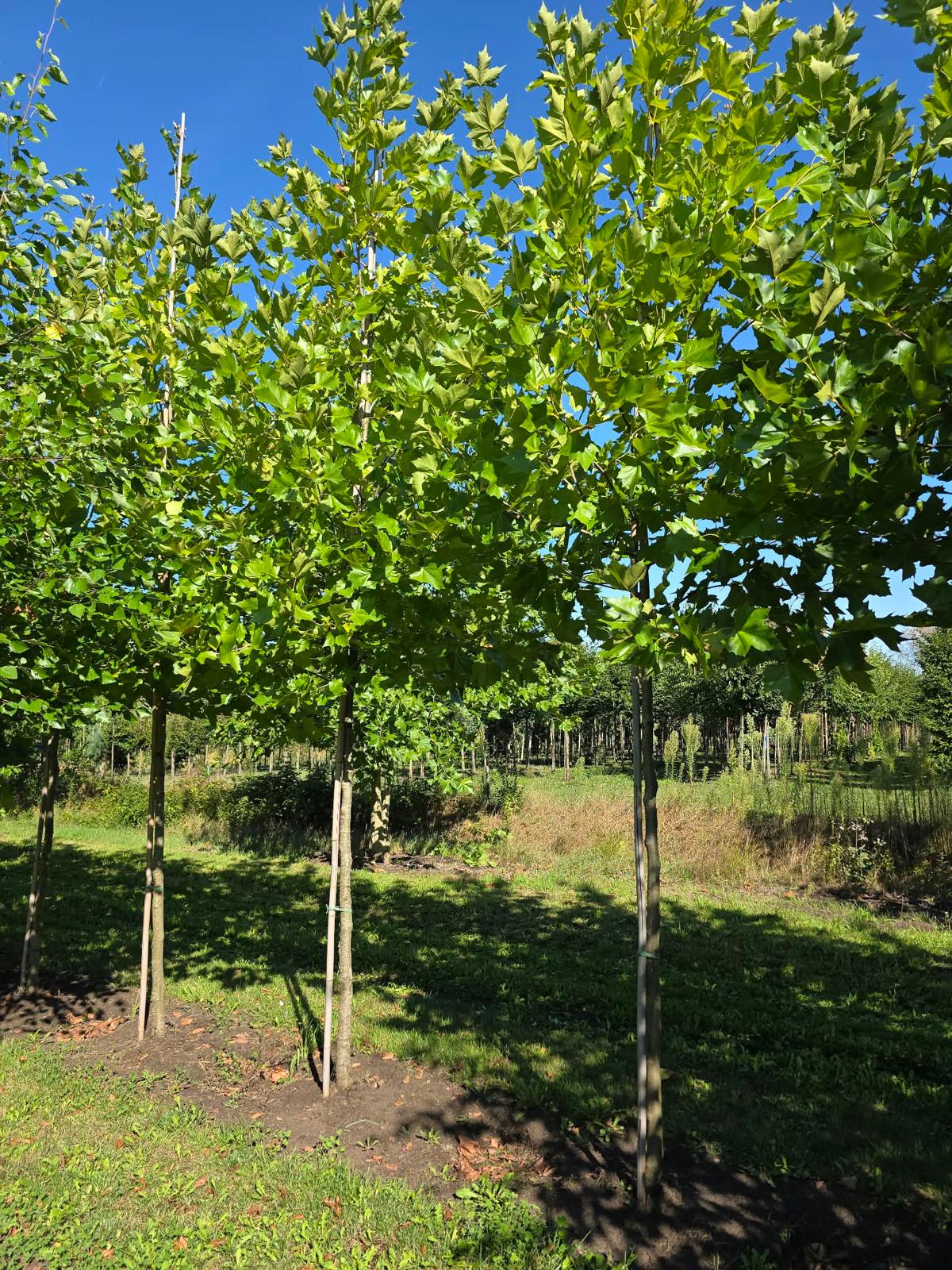 Platanus × hispanica (Plataan)