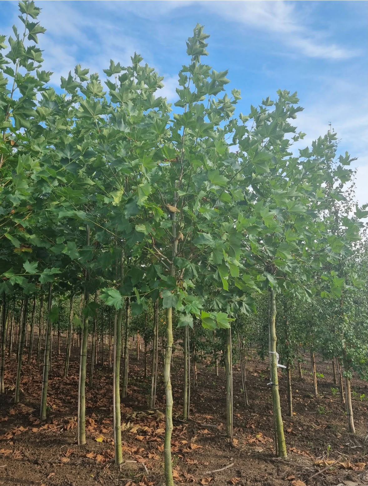 Platanus × hispanica (Plataan) - Afbeelding 3
