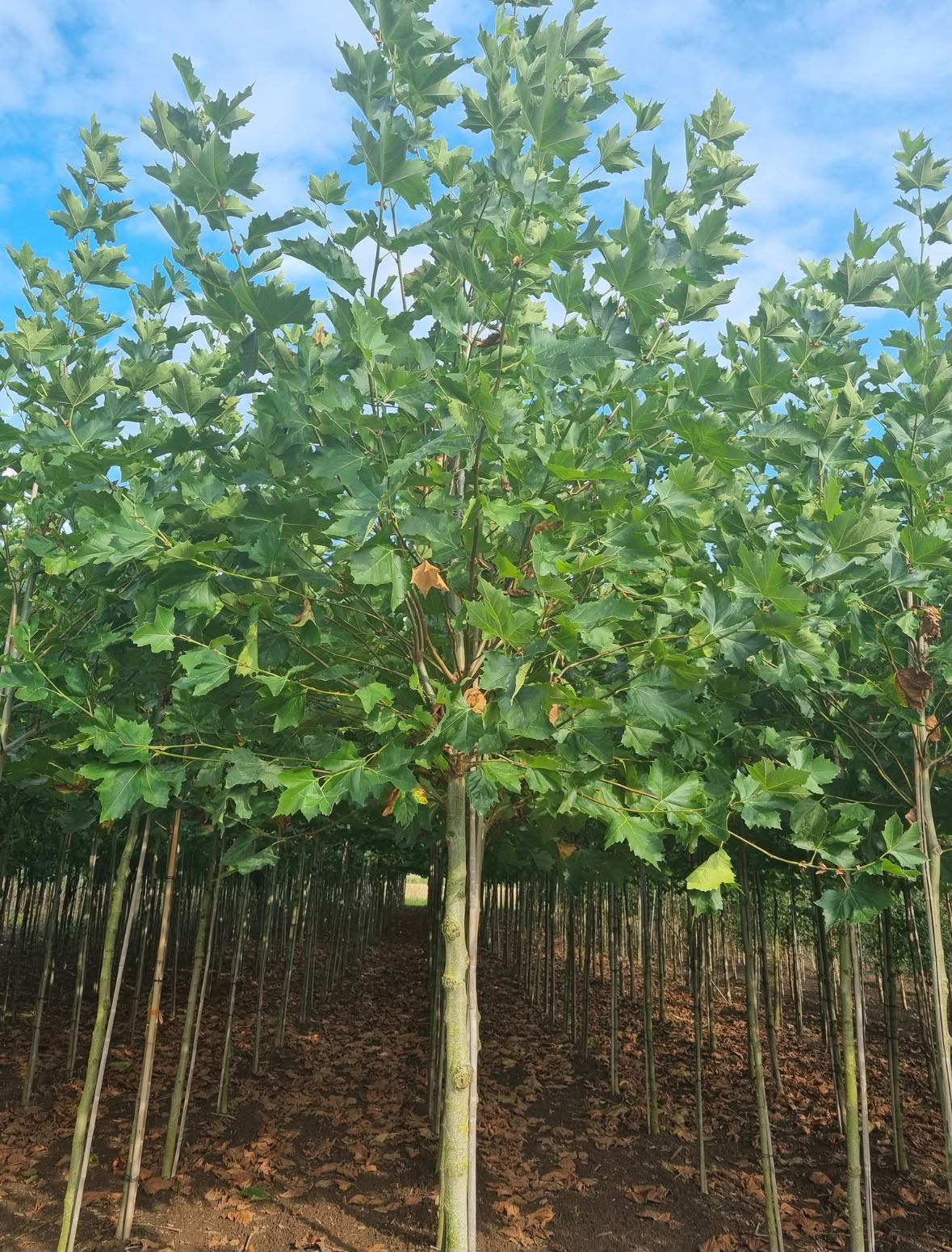 Platanus × hispanica (Plataan) - Afbeelding 2