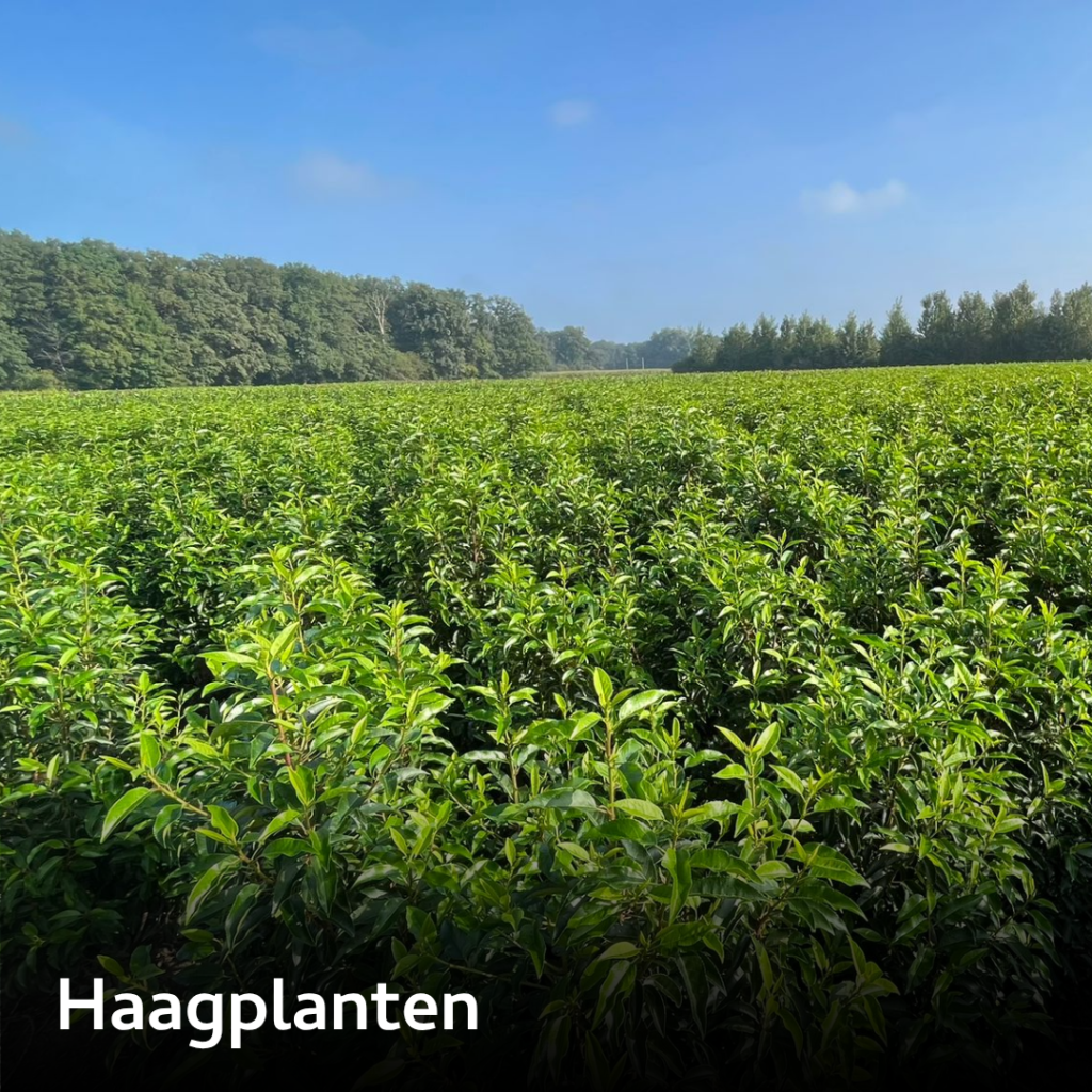 Prosman Planten I Categorieën (1)